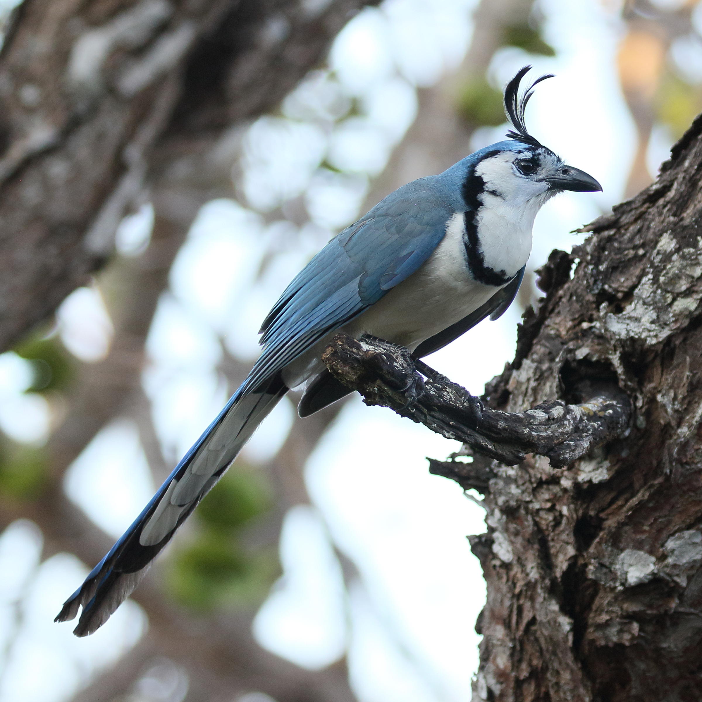 geai_a_face_blanche_-_calocitta_formosa1bd