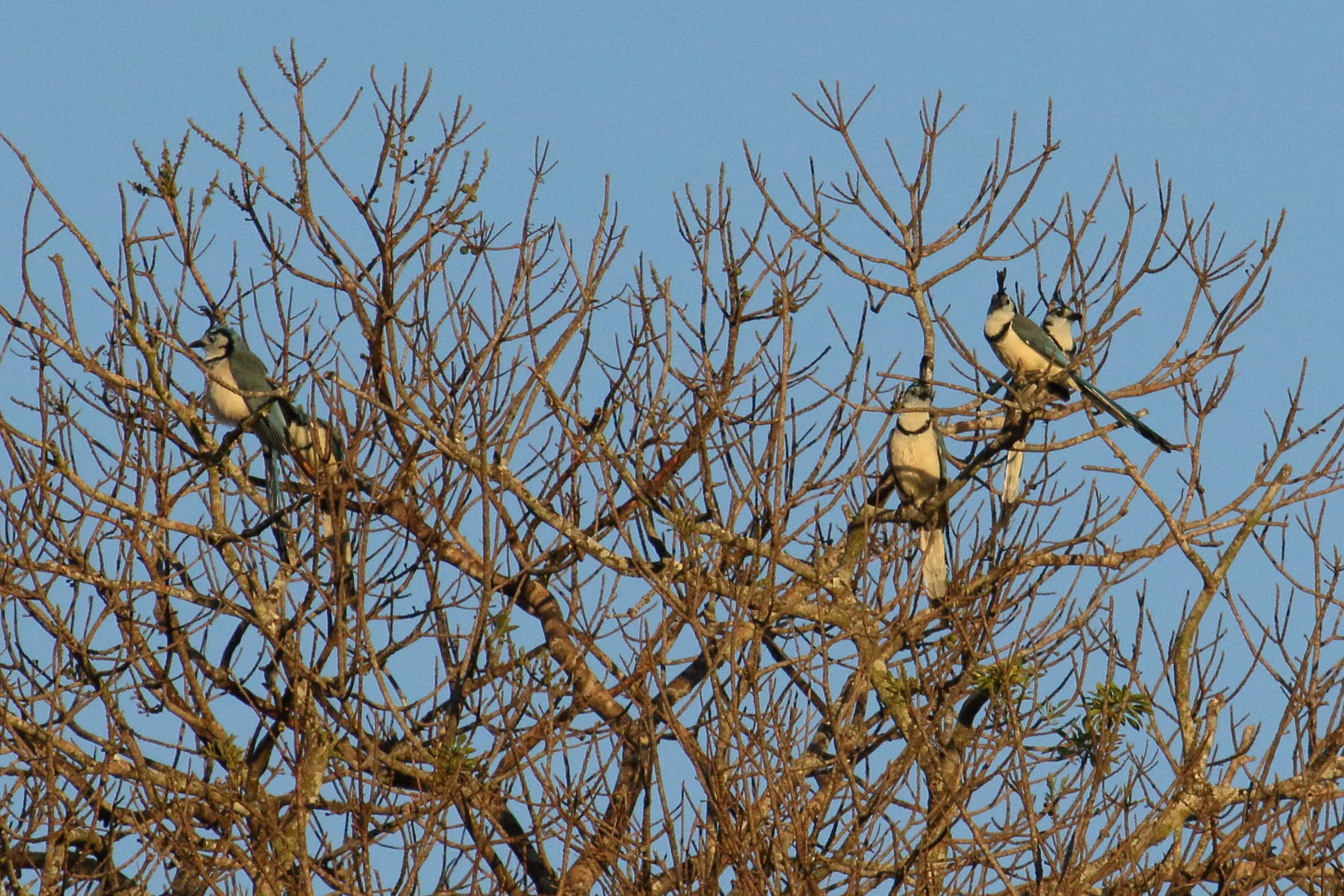 geai_a_face_blanche_-_calocitta_formosa2md