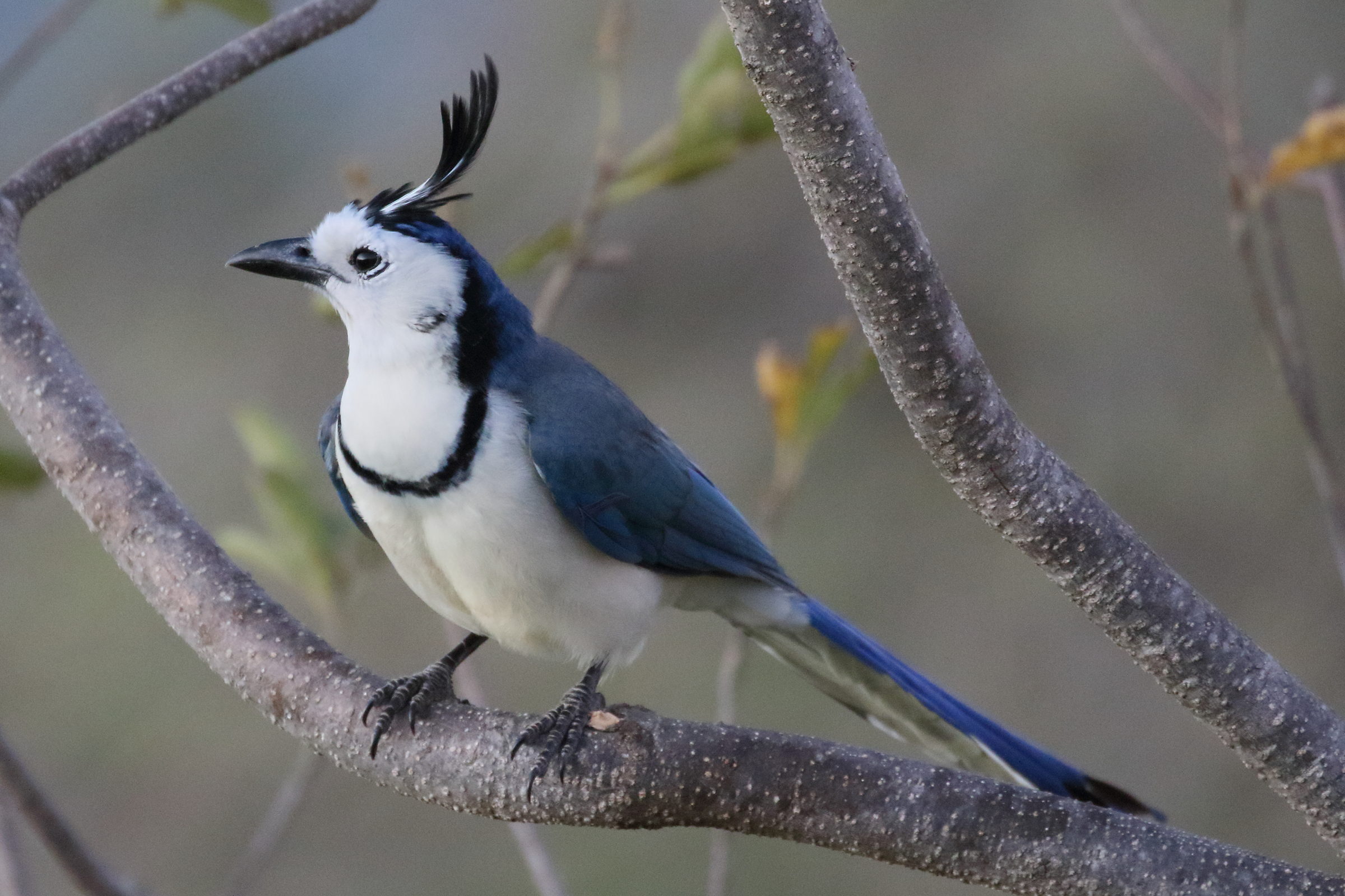 geai_a_face_blanche_-_calocitta_formosa3bd