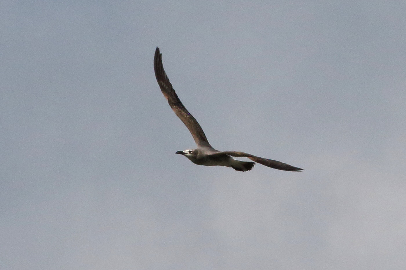 goeland_gris_-_leucophaeus_modestus1bd