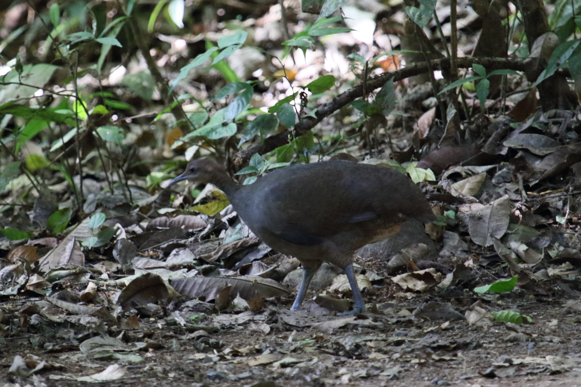 grand_tinamou_-_tinamus_major1md