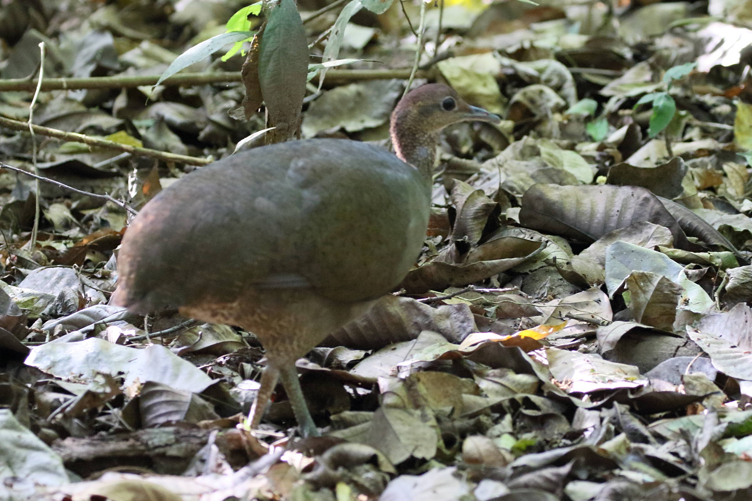 grand_tinamou_-_tinamus_major2bd