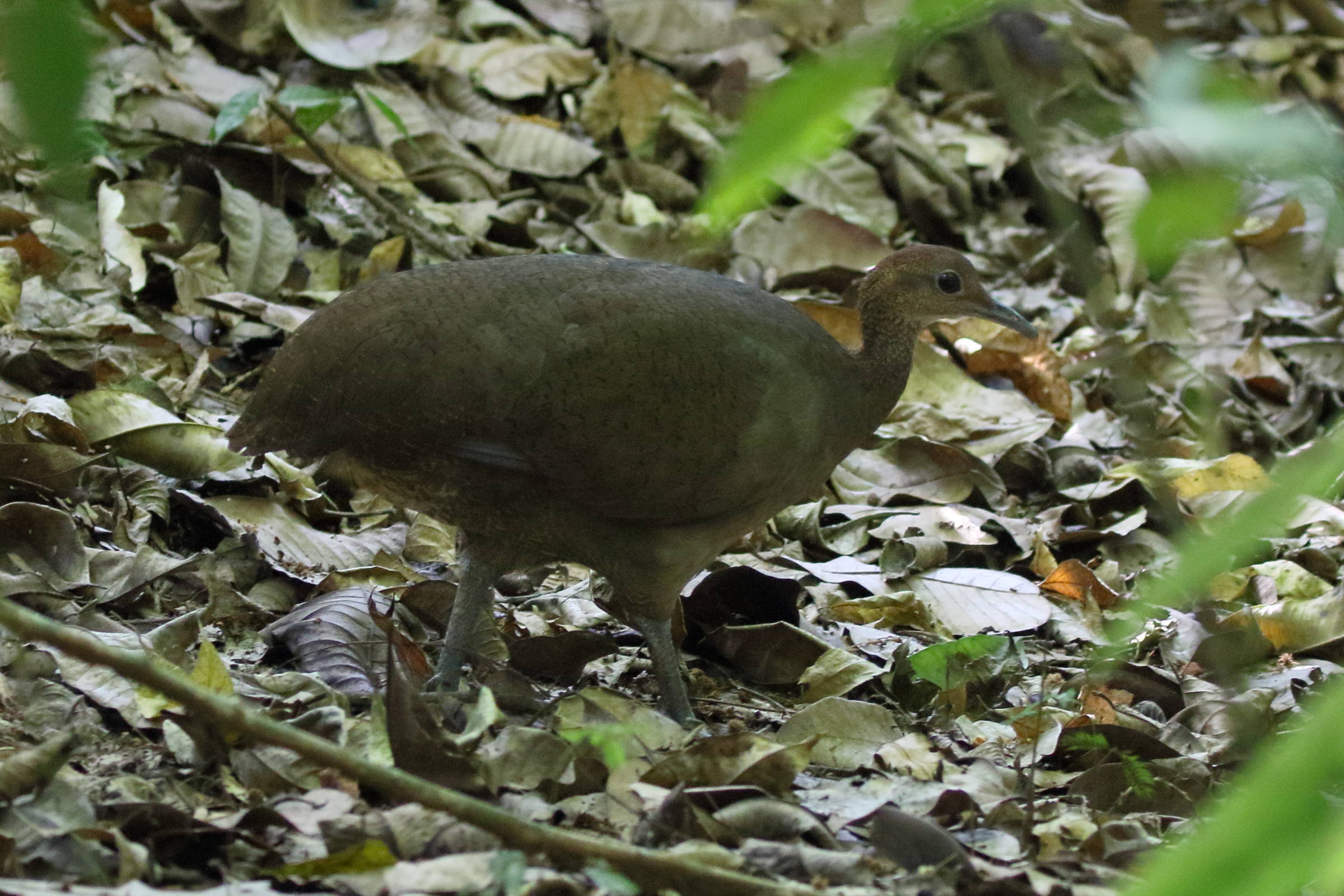 grand_tinamou_-_tinamus_major3bd