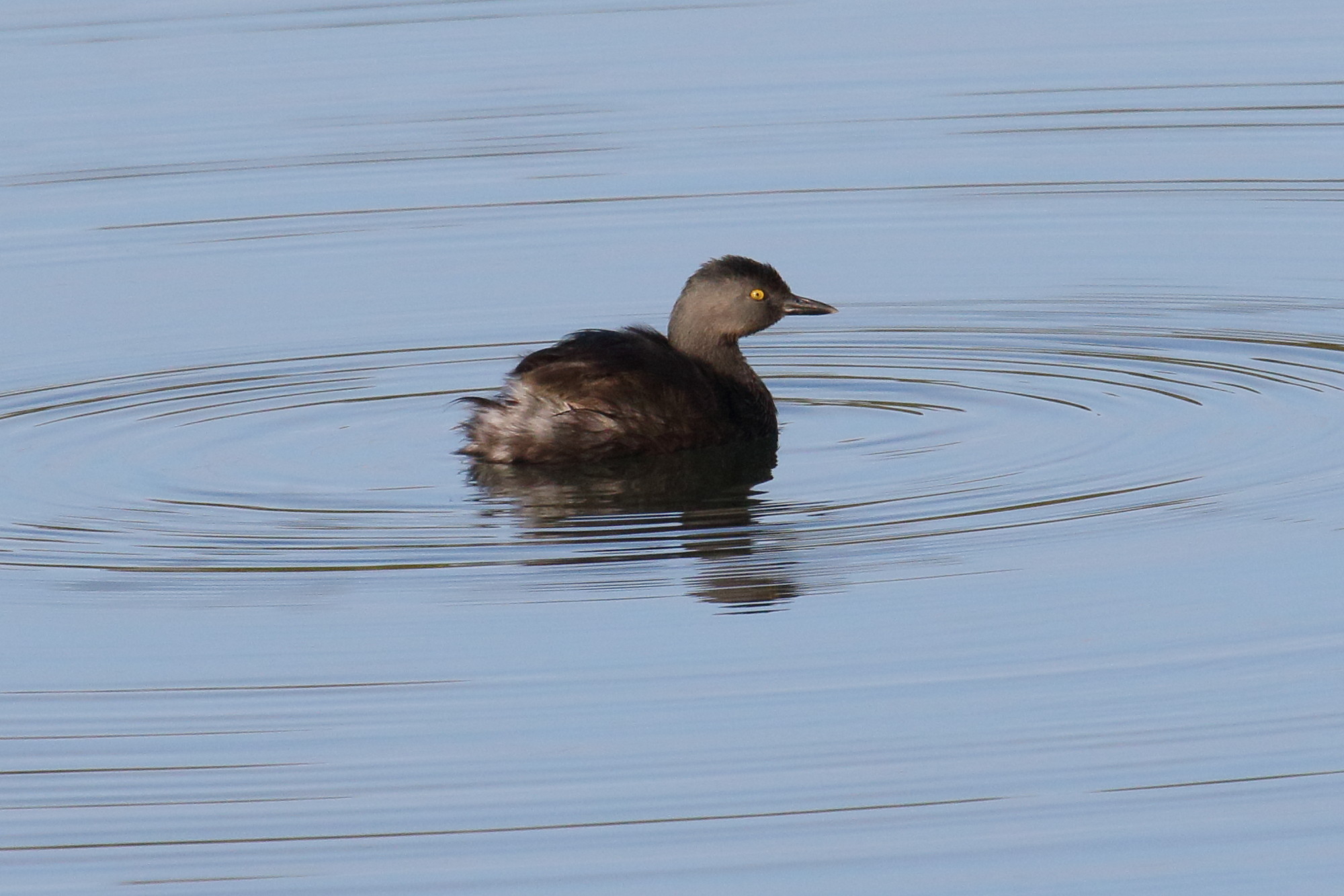grebe_minime_-_tachybaptus_dominicus1md