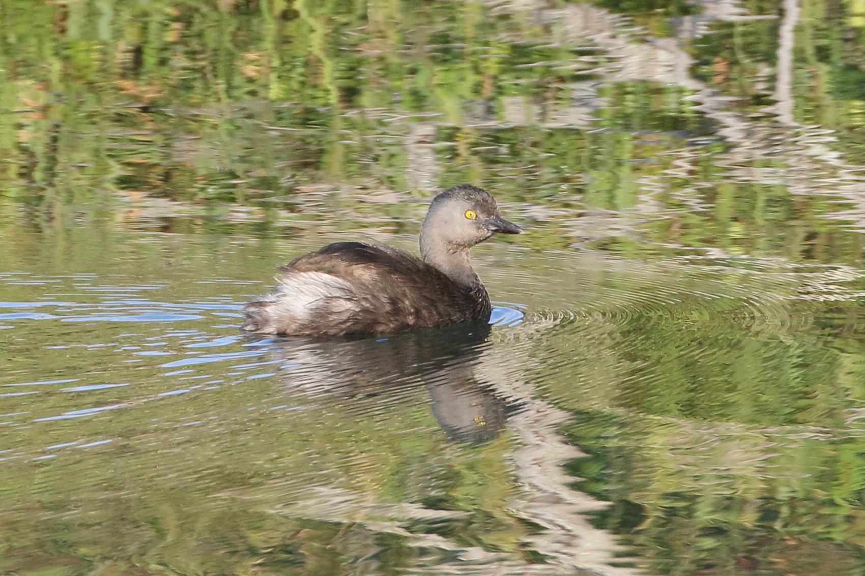 grebe_minime_-_tachybaptus_dominicus2bd