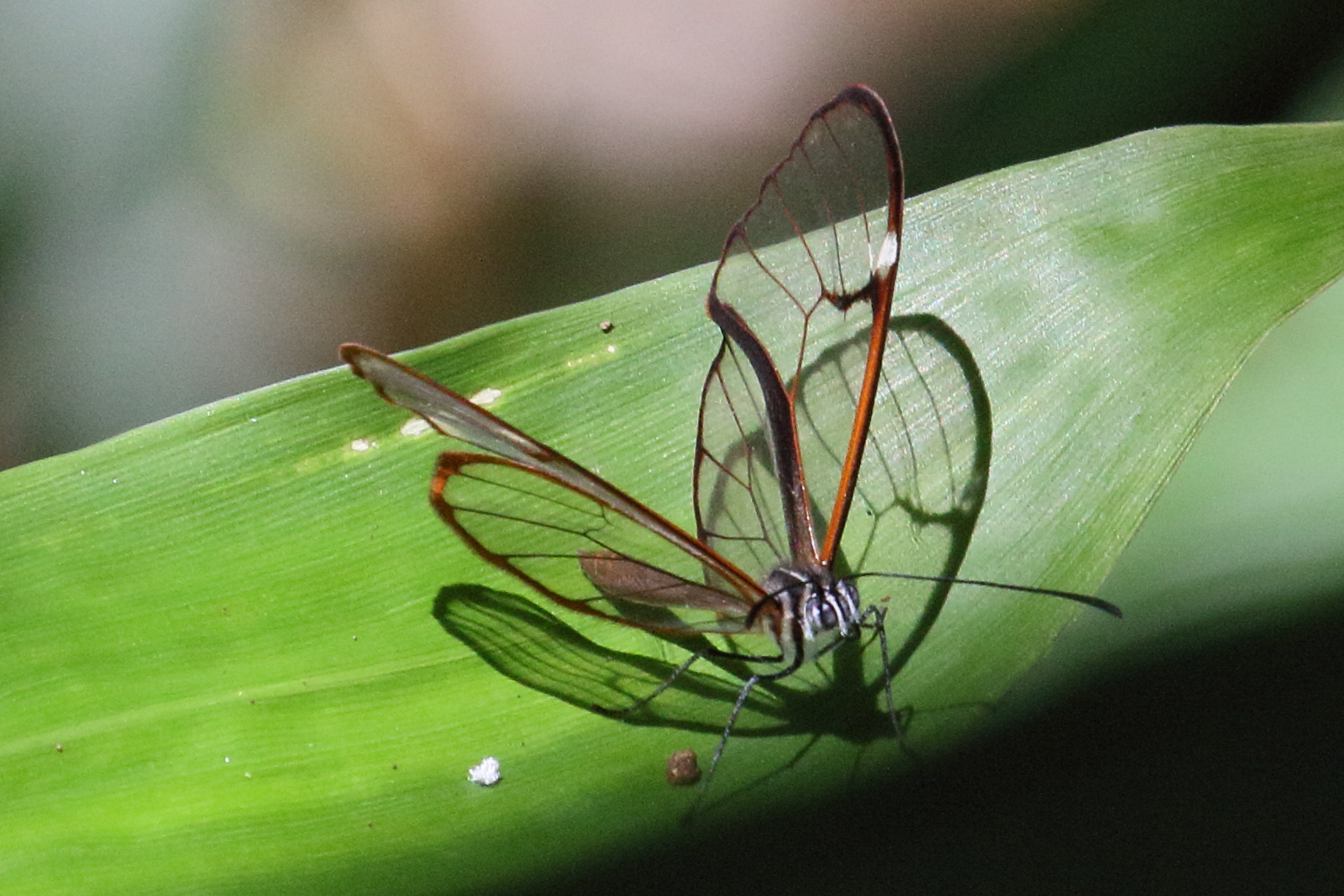 greta_gabiglooris1md