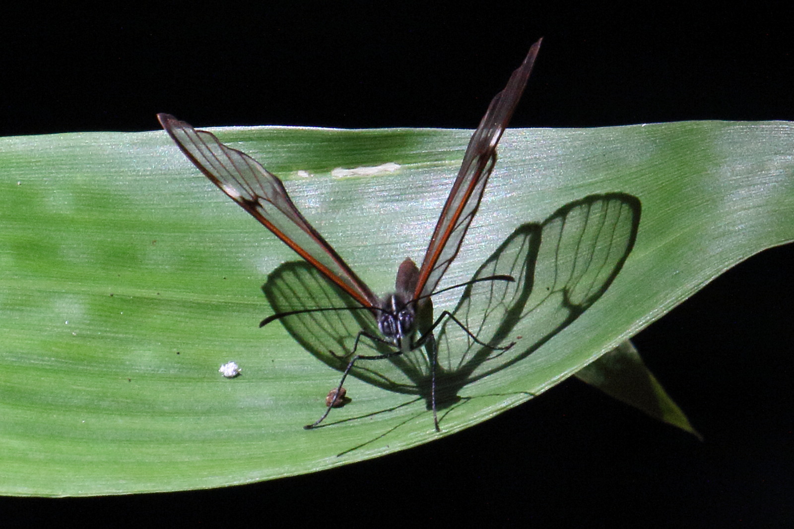 greta_gabiglooris2md