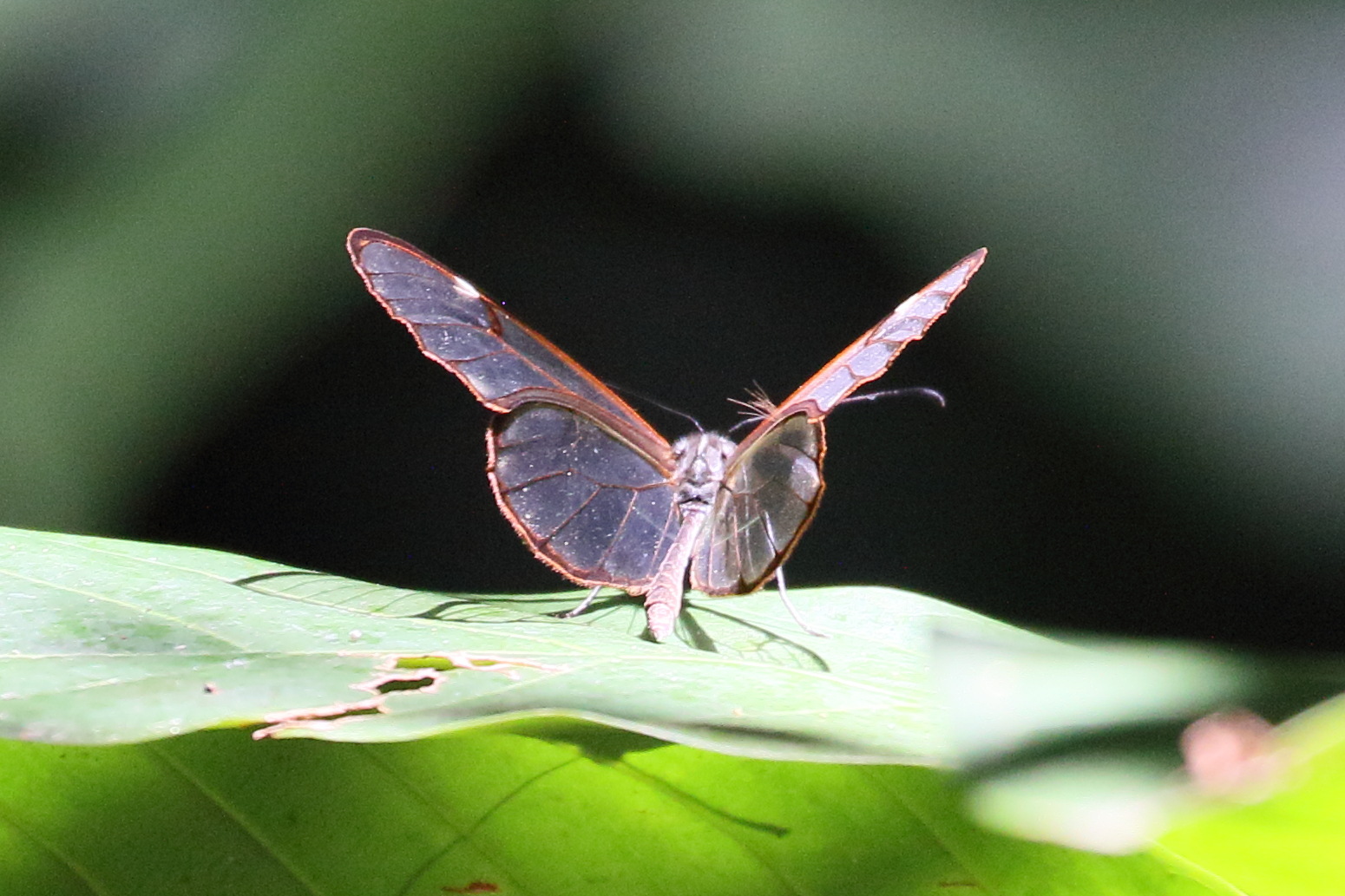 greta_gabiglooris3bd