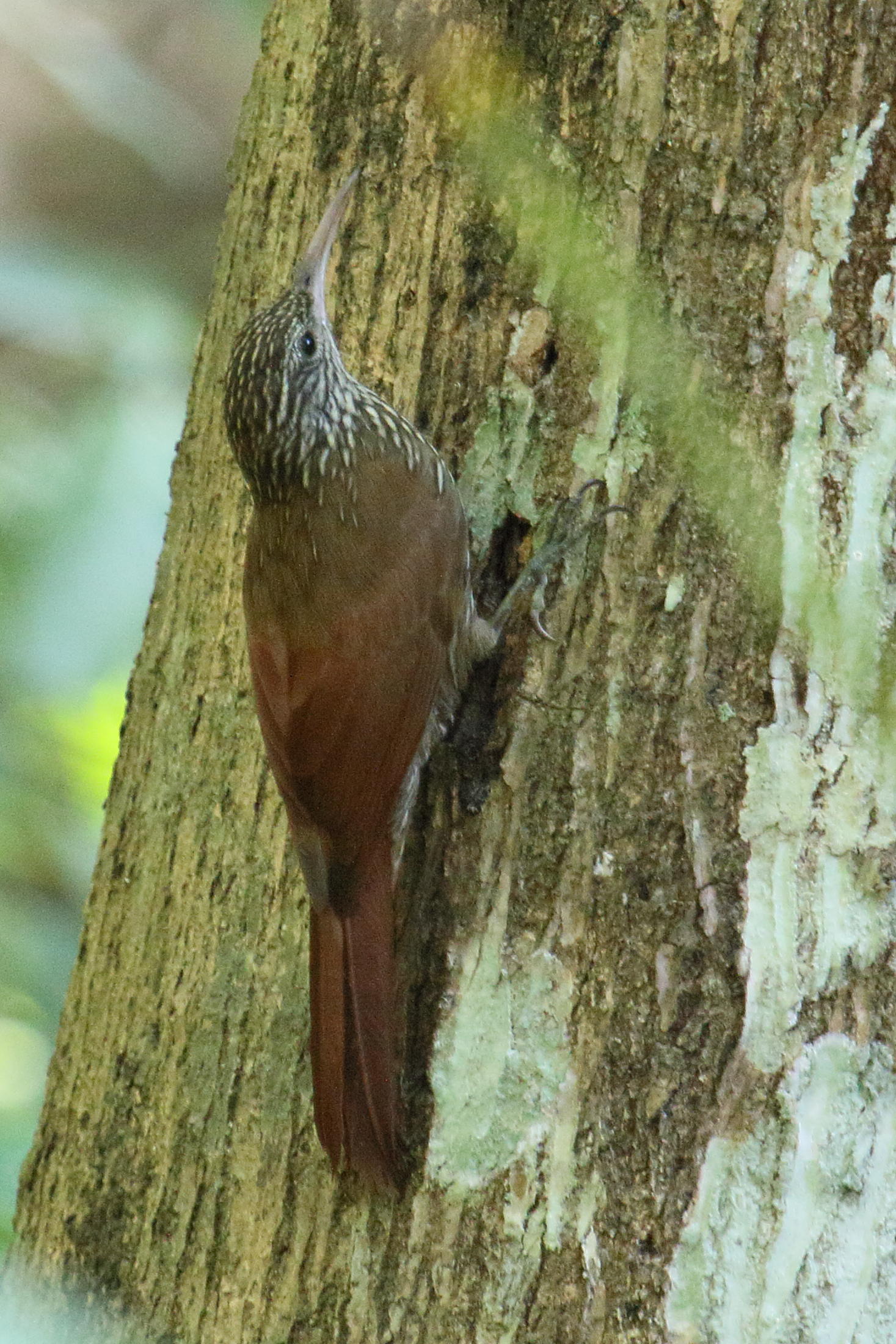 Afficher le média grimpar_de_souleyet_-_lepidocolaptes_souleyetii2md grimpar_de_souleyet_-_lepidocolaptes_souleyetii2md