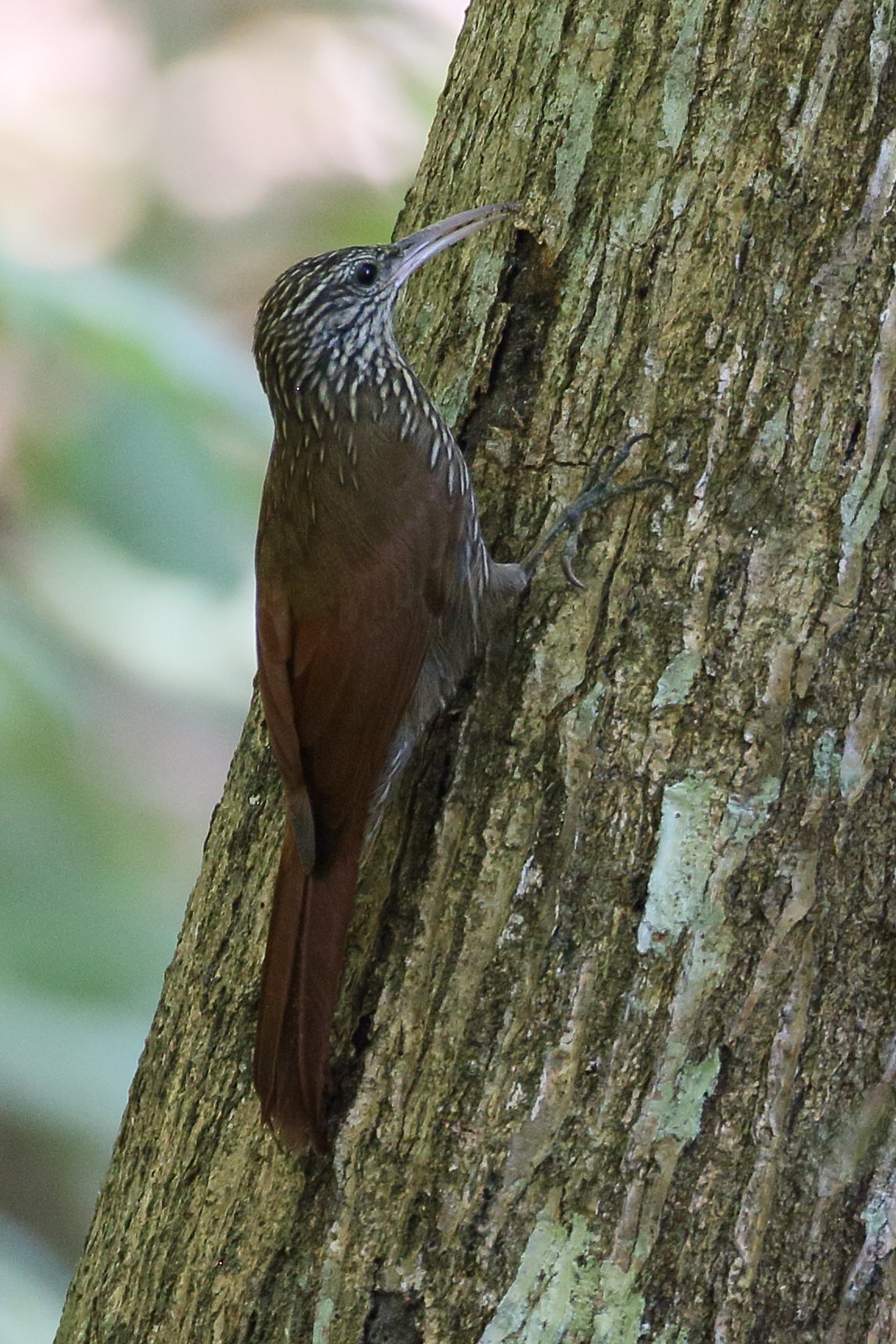 Afficher le média grimpar_de_souleyet_-_lepidocolaptes_souleyetii3bd grimpar_de_souleyet_-_lepidocolaptes_souleyetii3bd