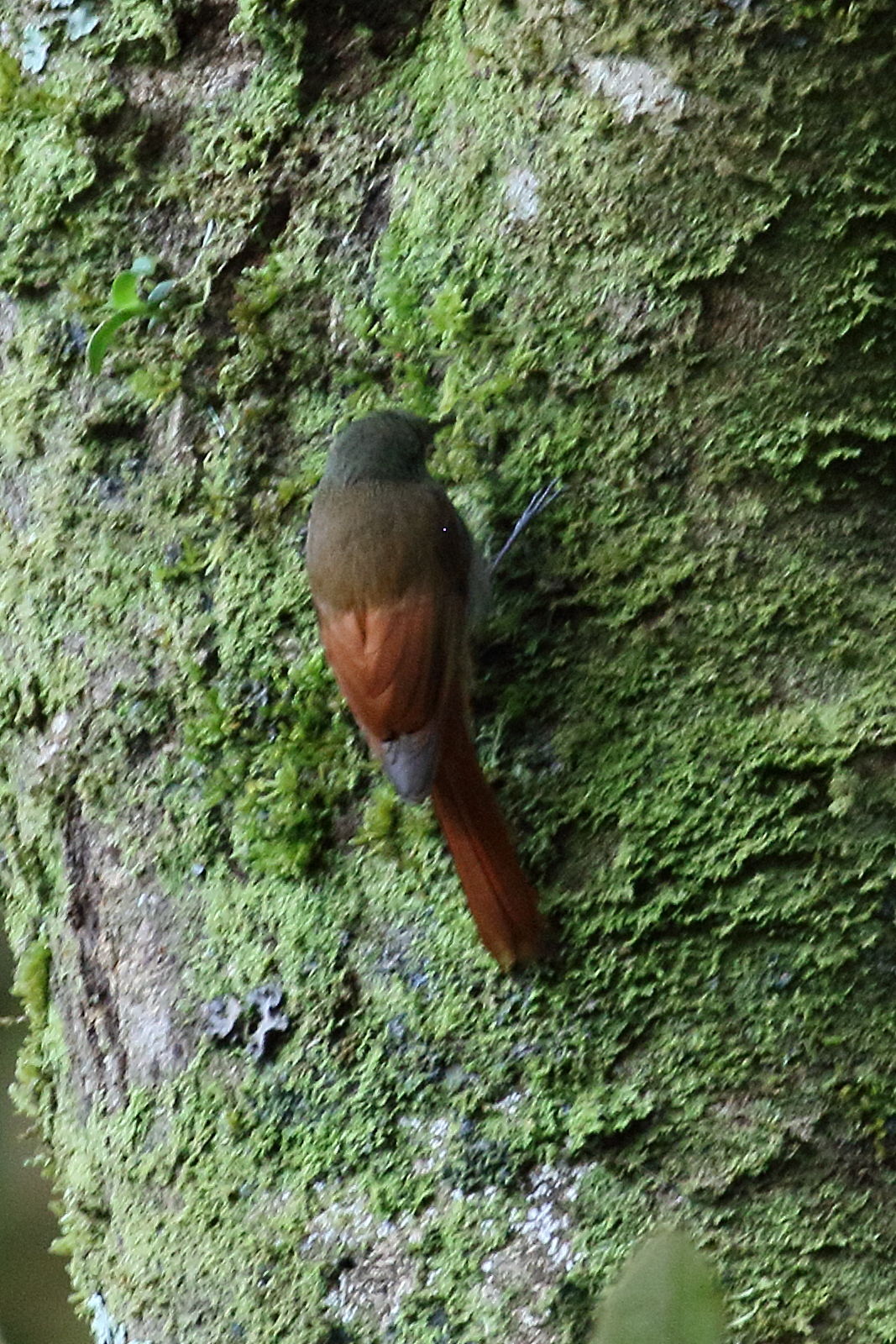 grimpar_fauvette_-_sittasomus_griseicapillus1bd