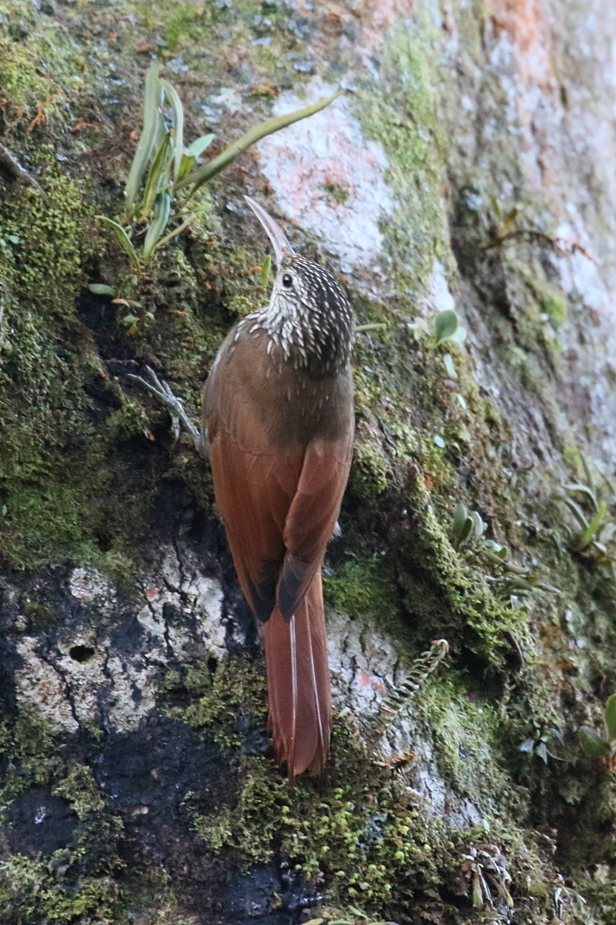 grimpar_mouchete_-_lepidocolaptes_affinis1bd