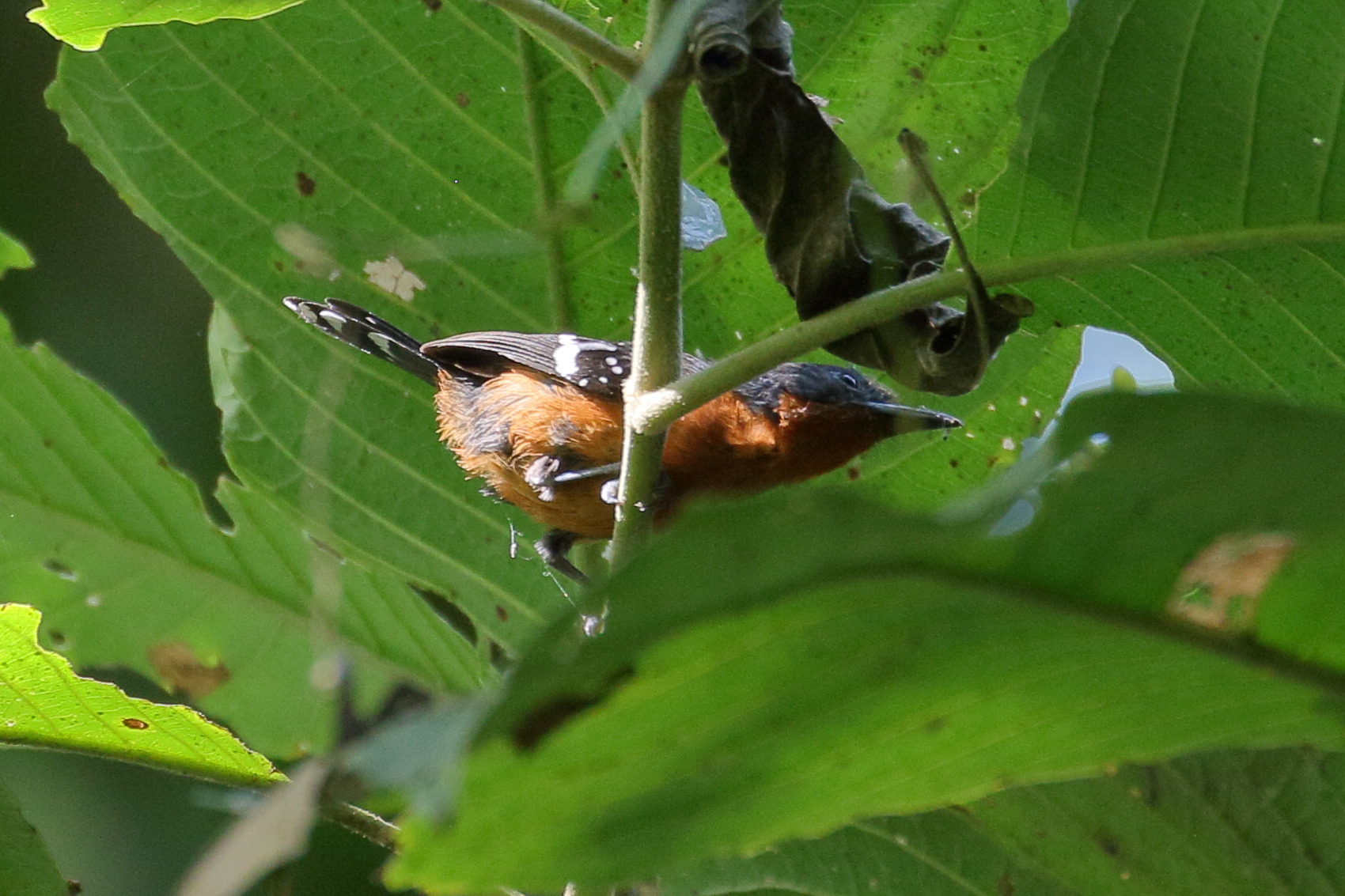 grisin_etoile_-_microrhopias_quixensis1bd