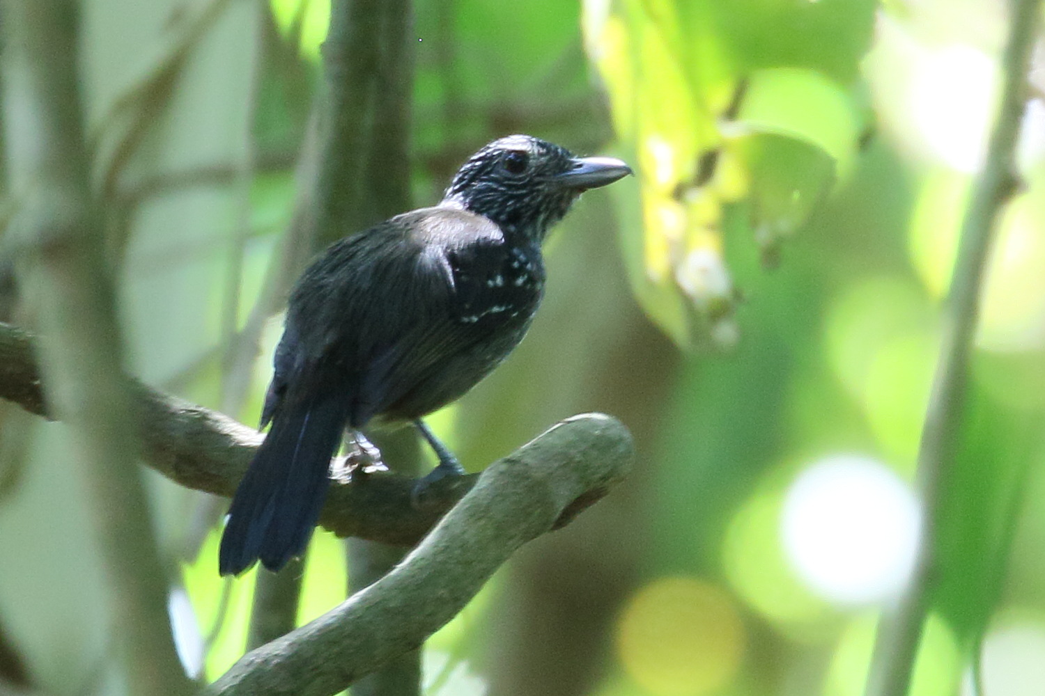 grisin_etoile_-_microrhopias_quixensis2bd