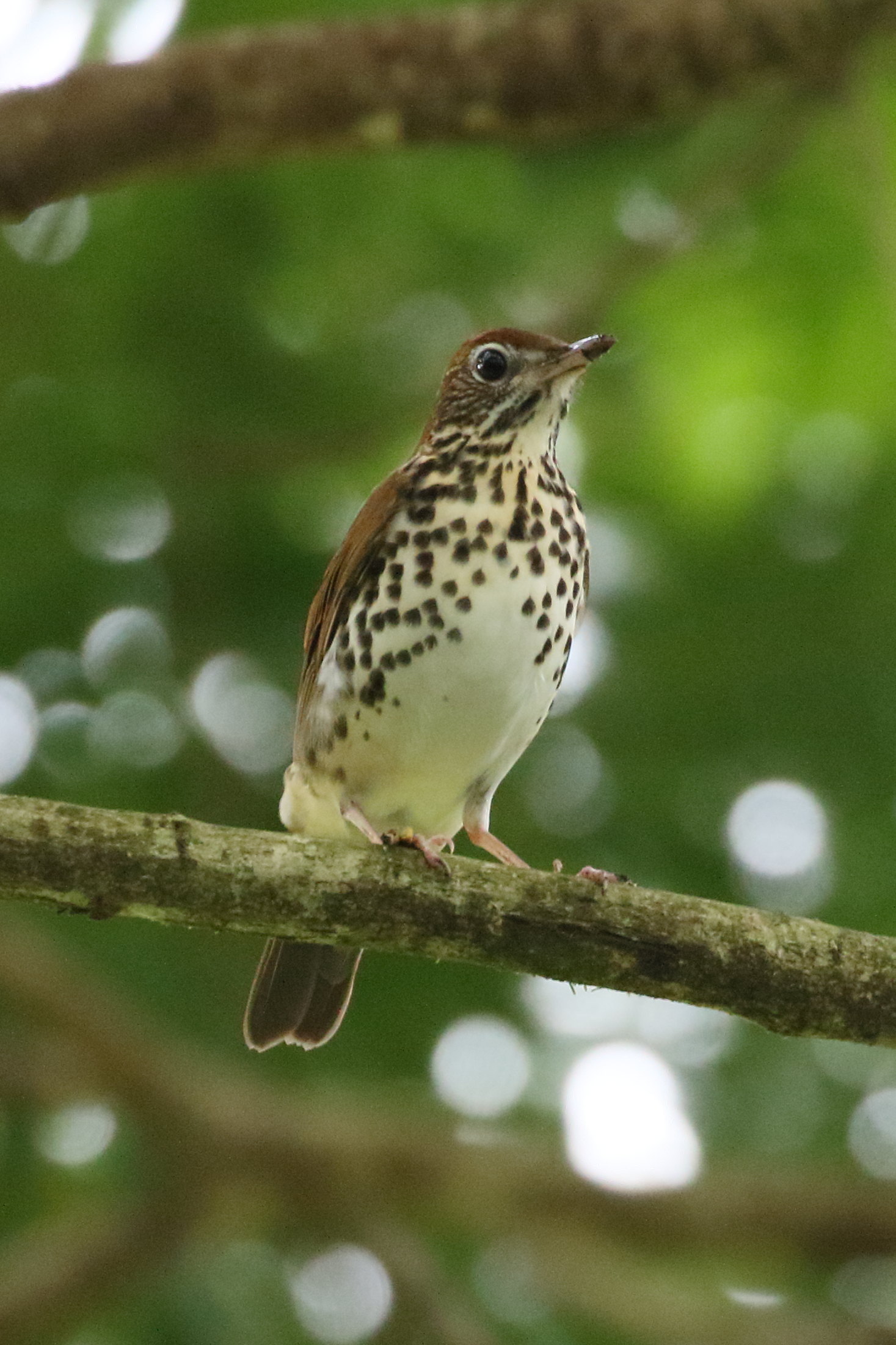 grive_des_bois_-_hylocichla_mustelina1bd