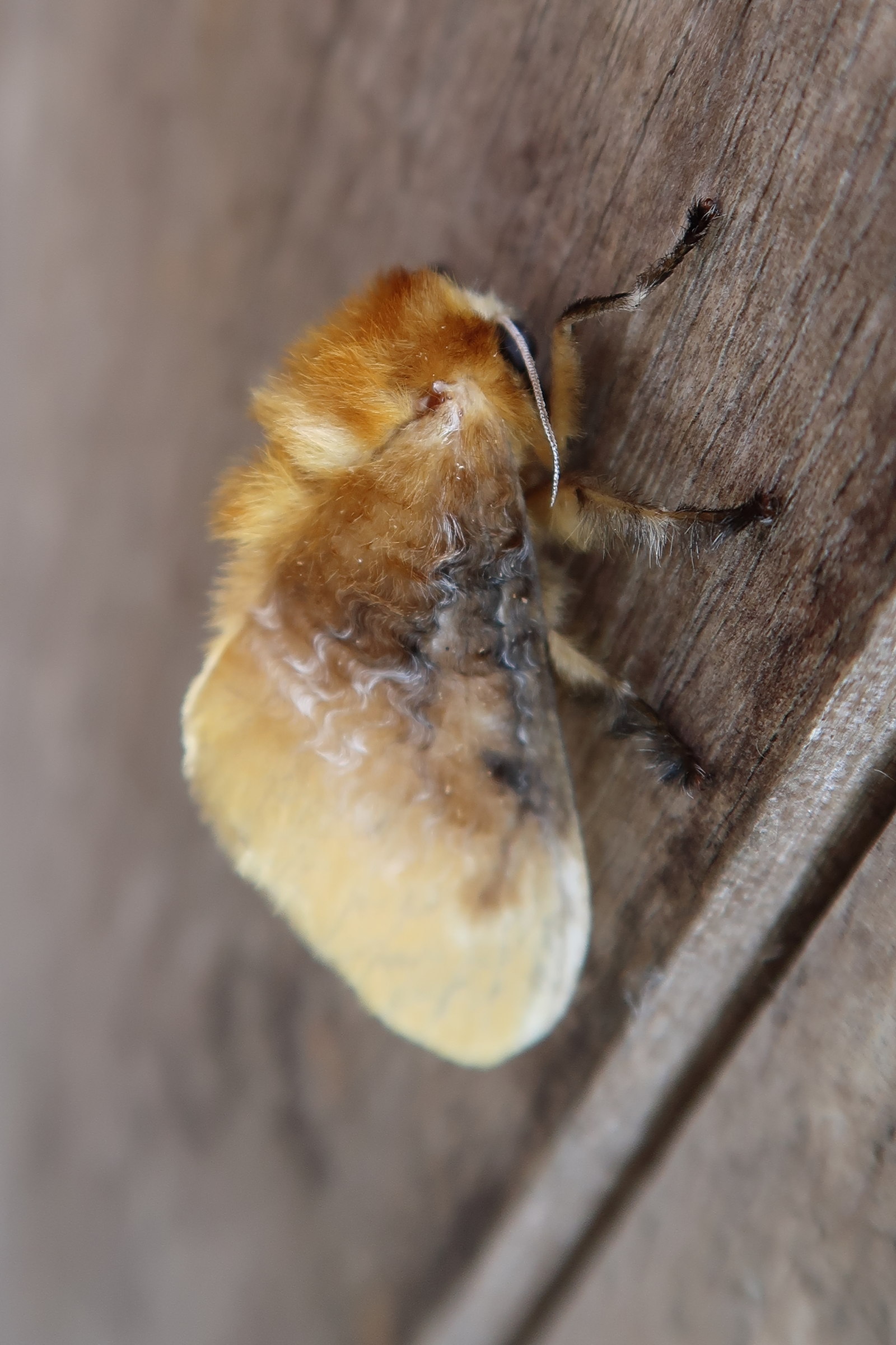 megalopyge_opercularis1md