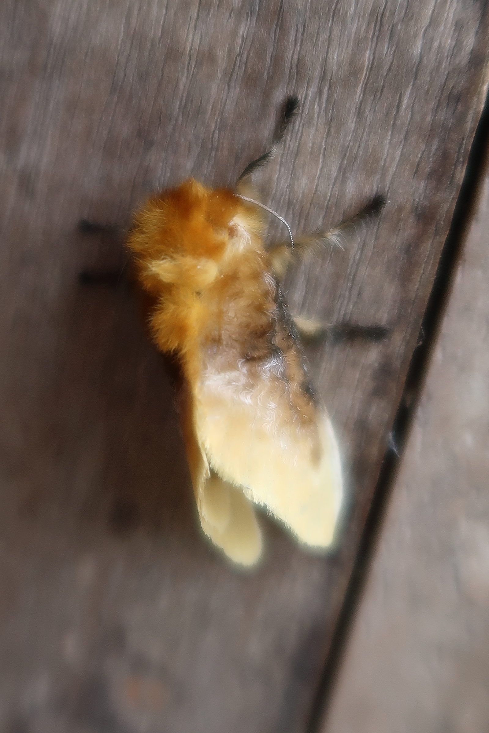 megalopyge_opercularis2md