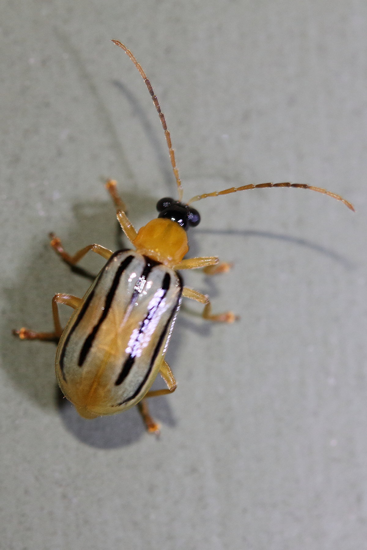 diabrotica_underwoodi1md