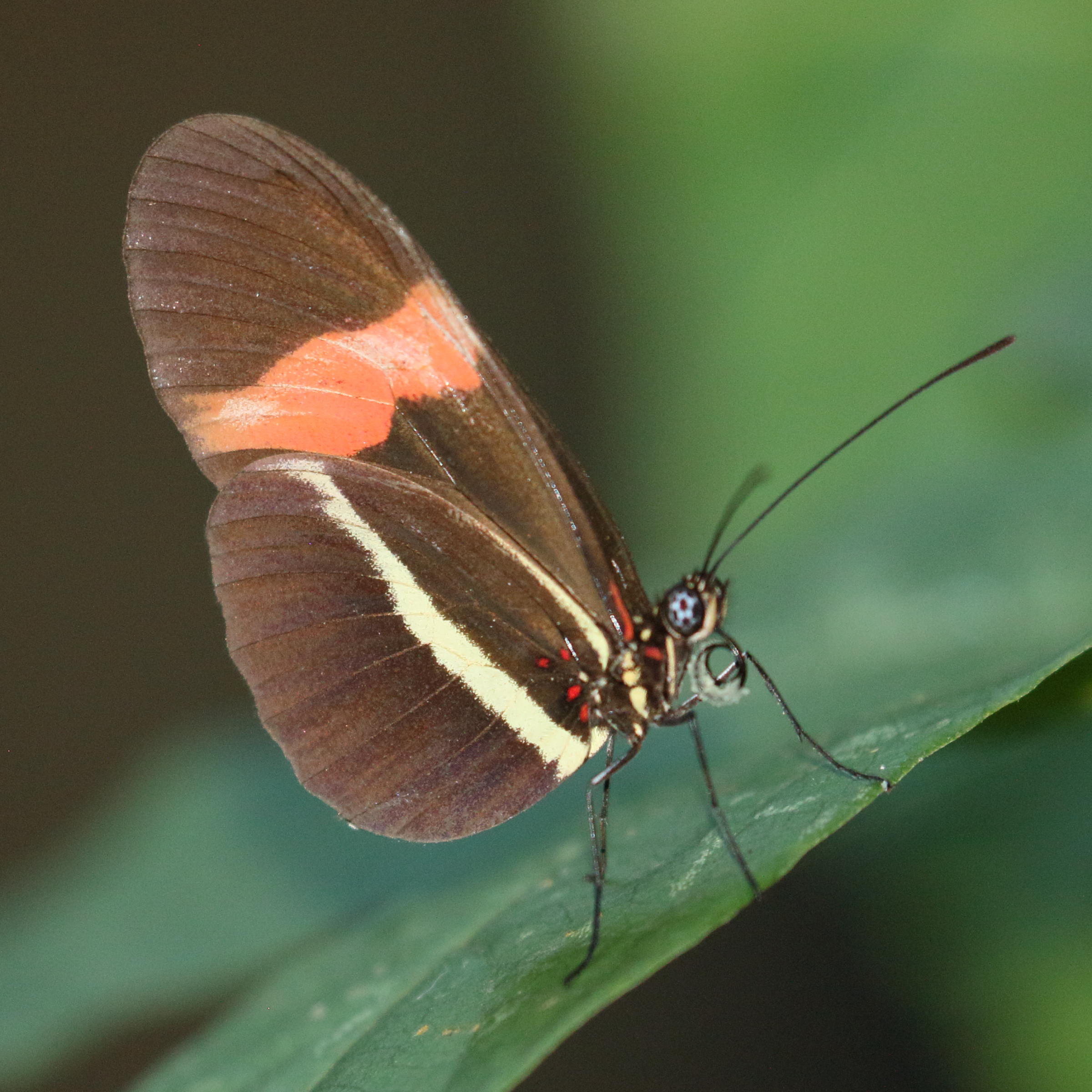 heliconius_erato_petiverana1bd