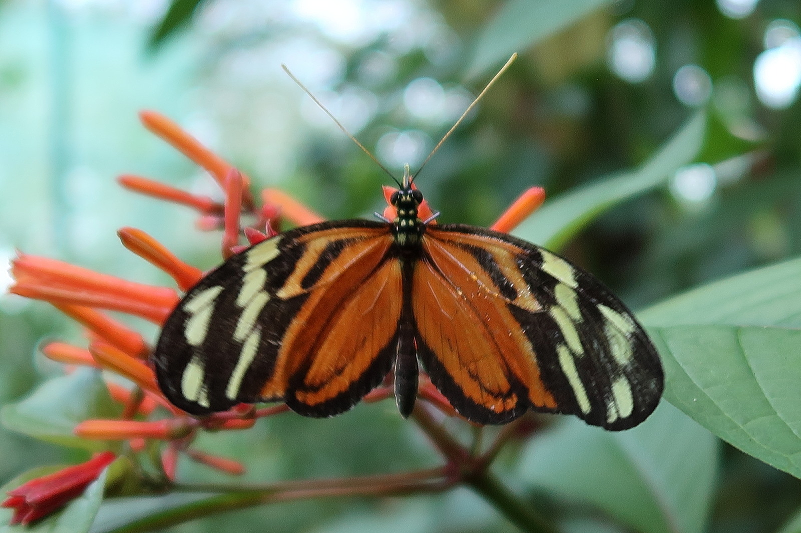 heliconius_ismenius_clarescens1md