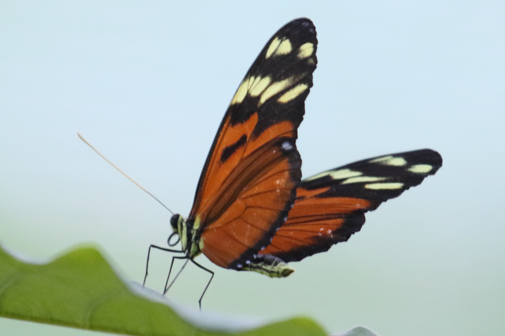 heliconius_ismenius_clarescens2md