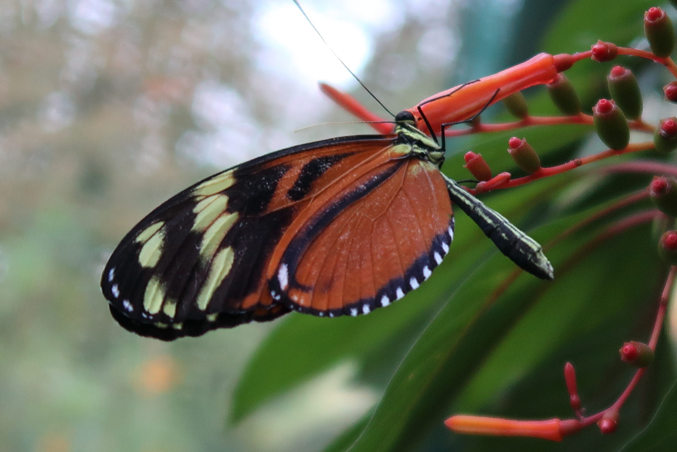 heliconius_ismenius_clarescens3md