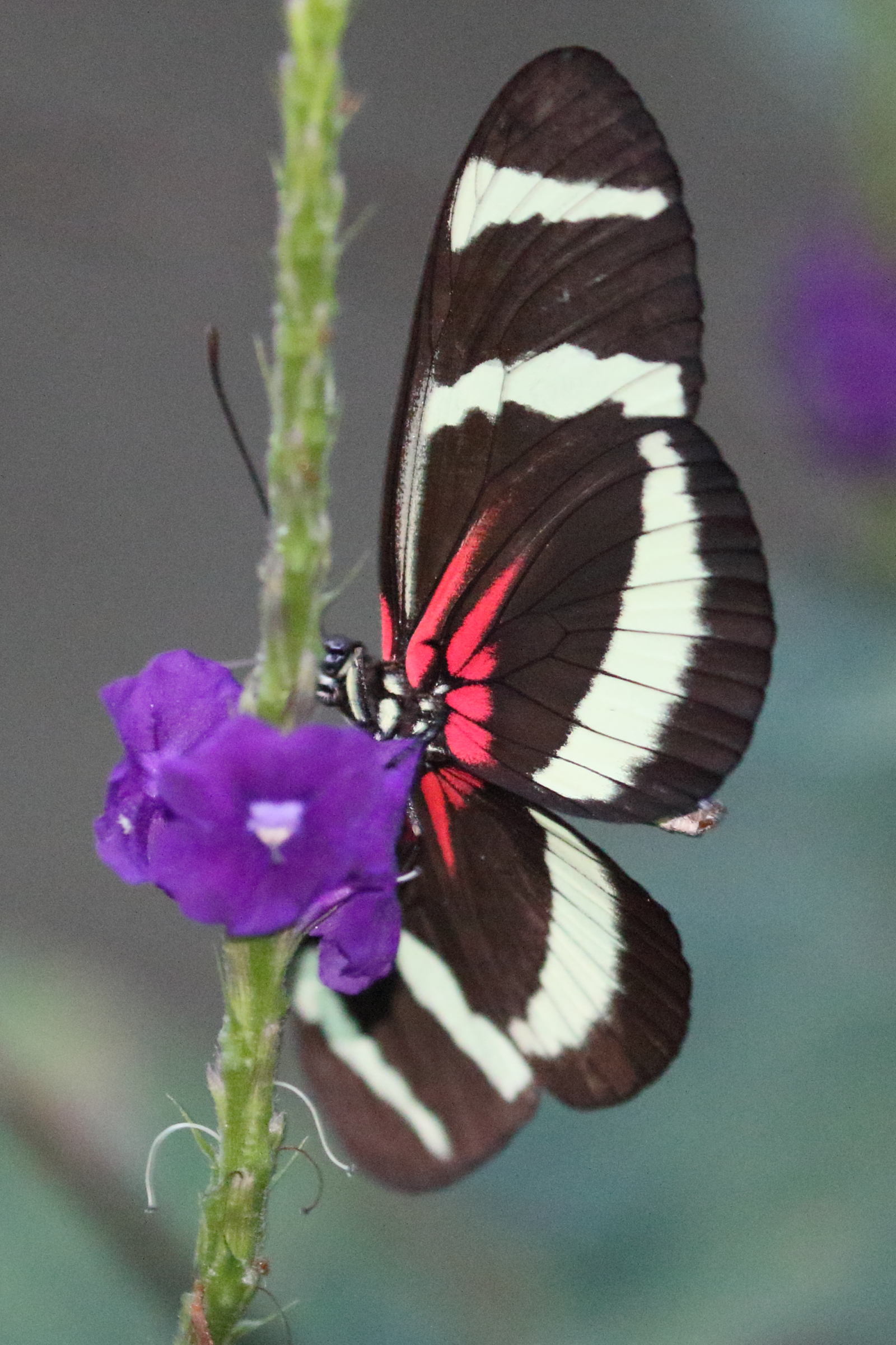 heliconius_pachinus3bd