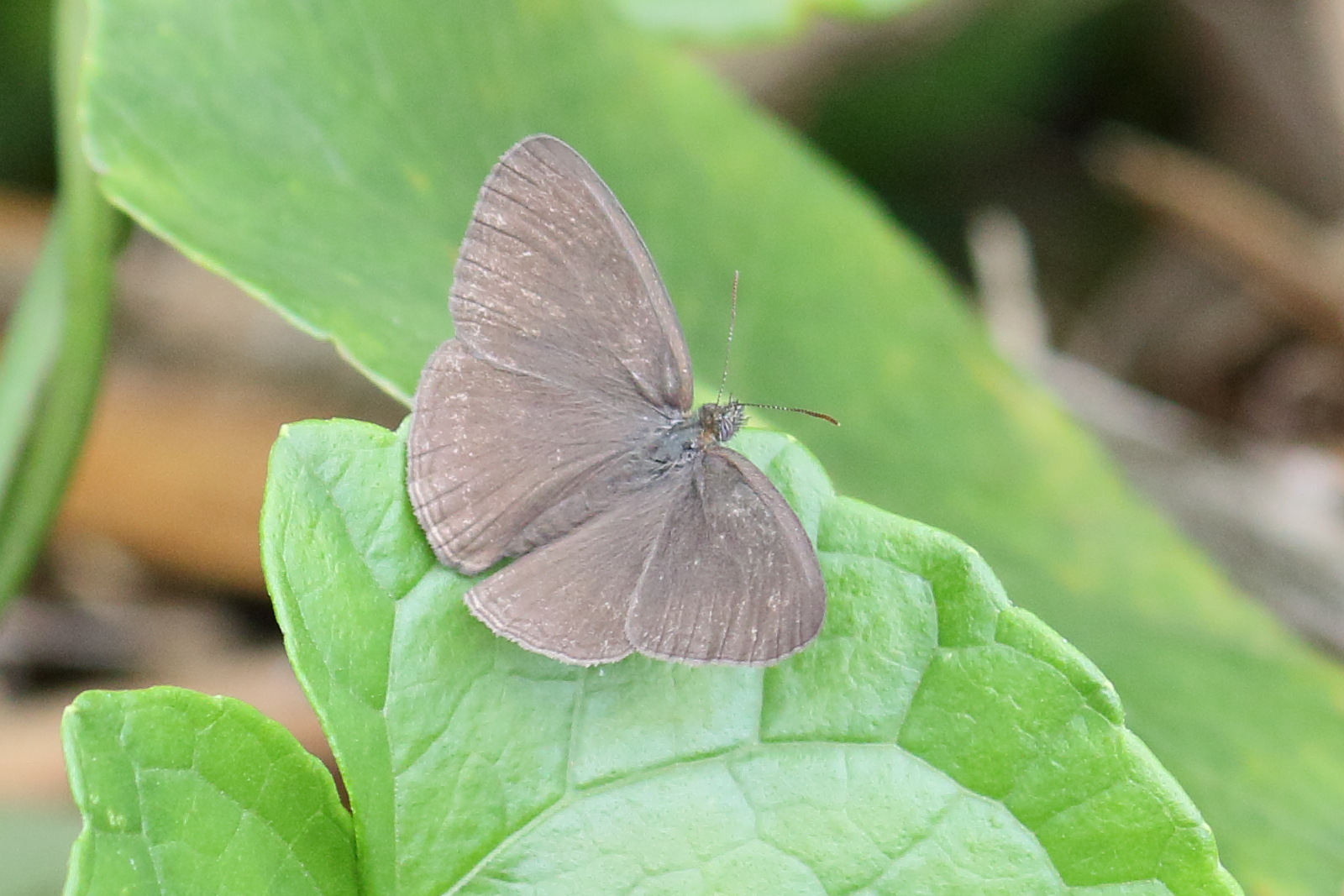 hermeuptychia_intricata1md