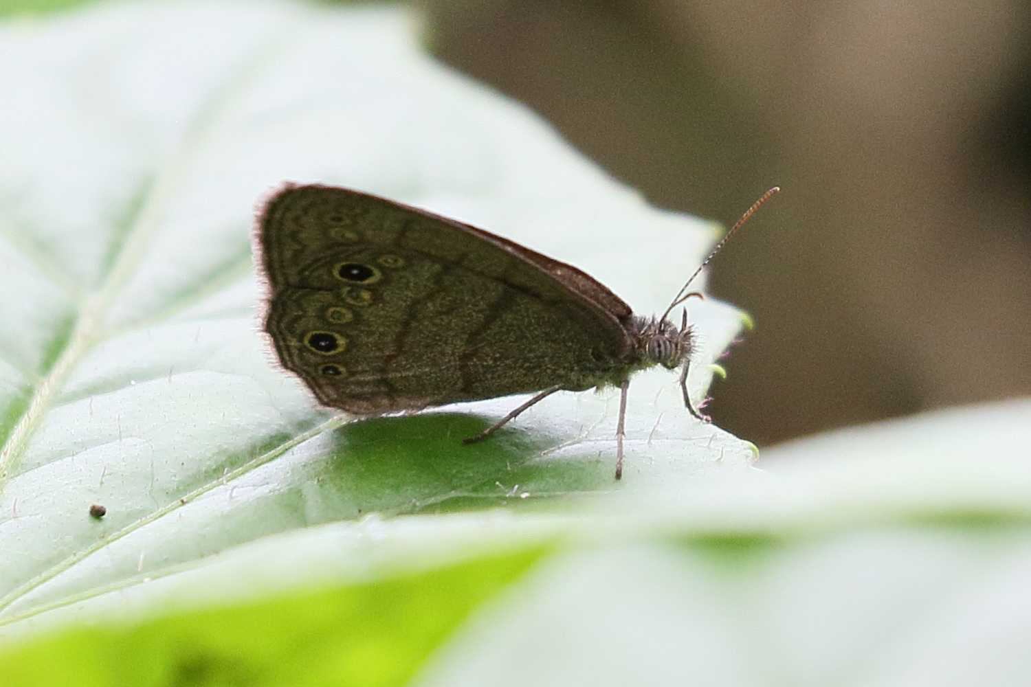 hermeuptychia_intricata2bd