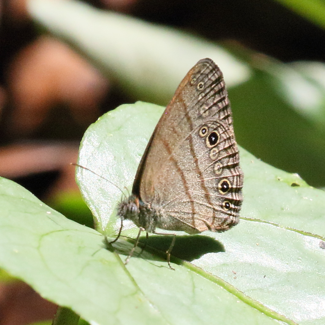 hermeuptychia_intricata3bd