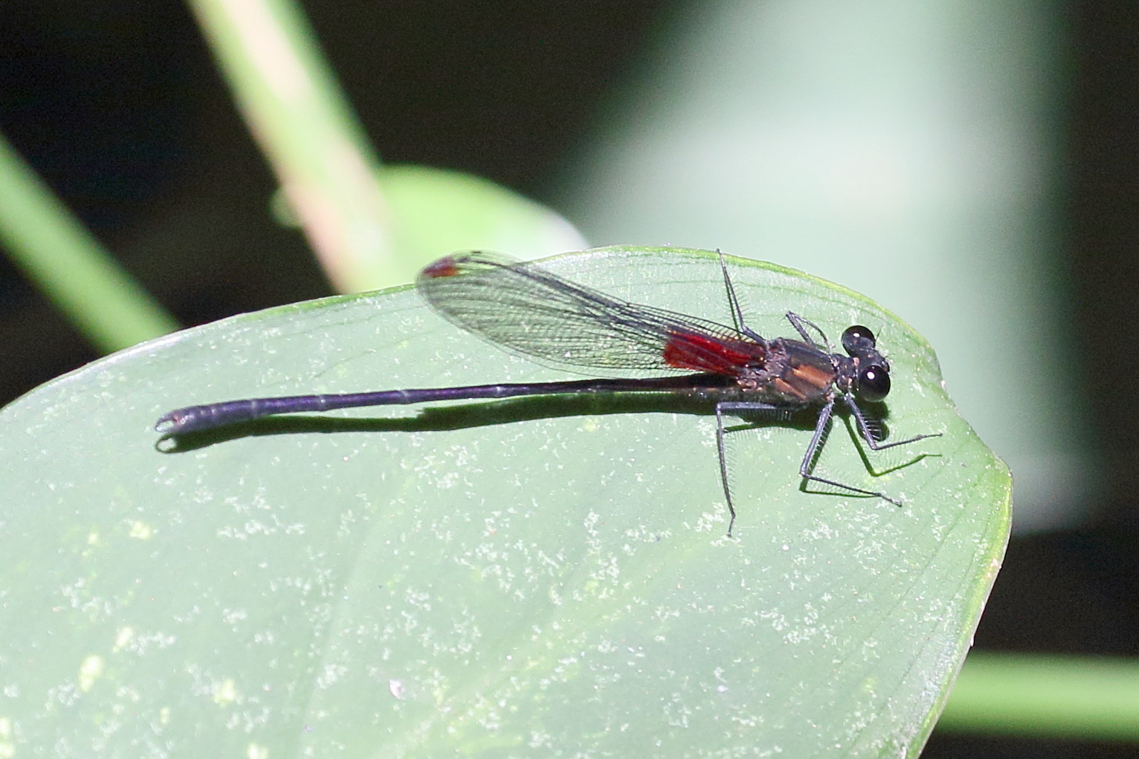 hetaerina_capitalis1bd