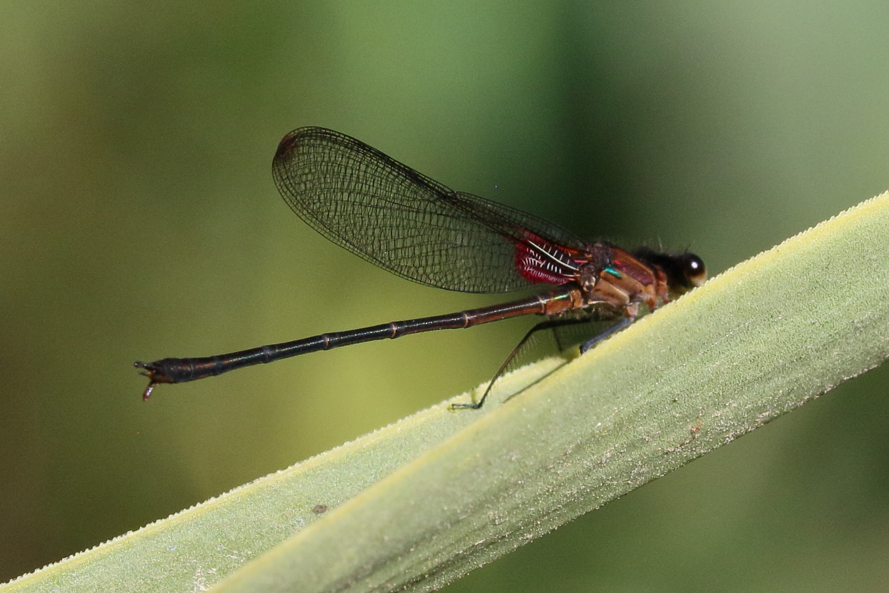 hetaerina_cruentata2bd