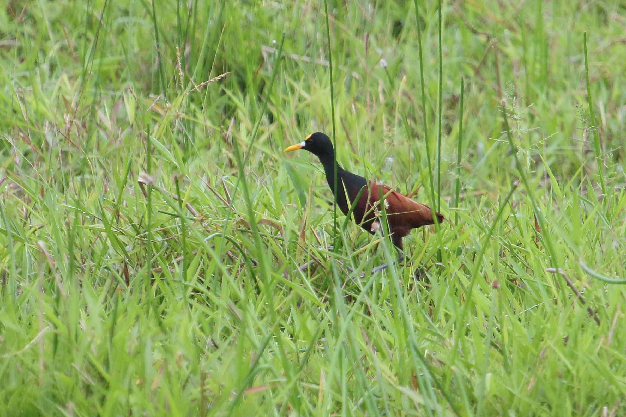 jacana_du_mexique_-_jacana_spinosa5md