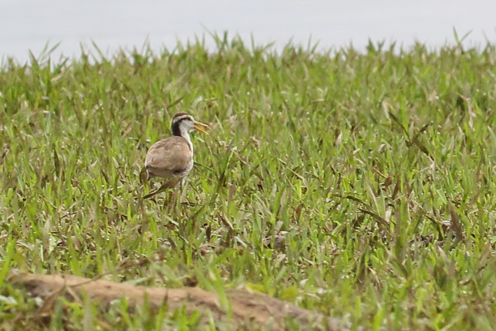 jacana_du_mexique_-_jacana_spinosa_juv1bd