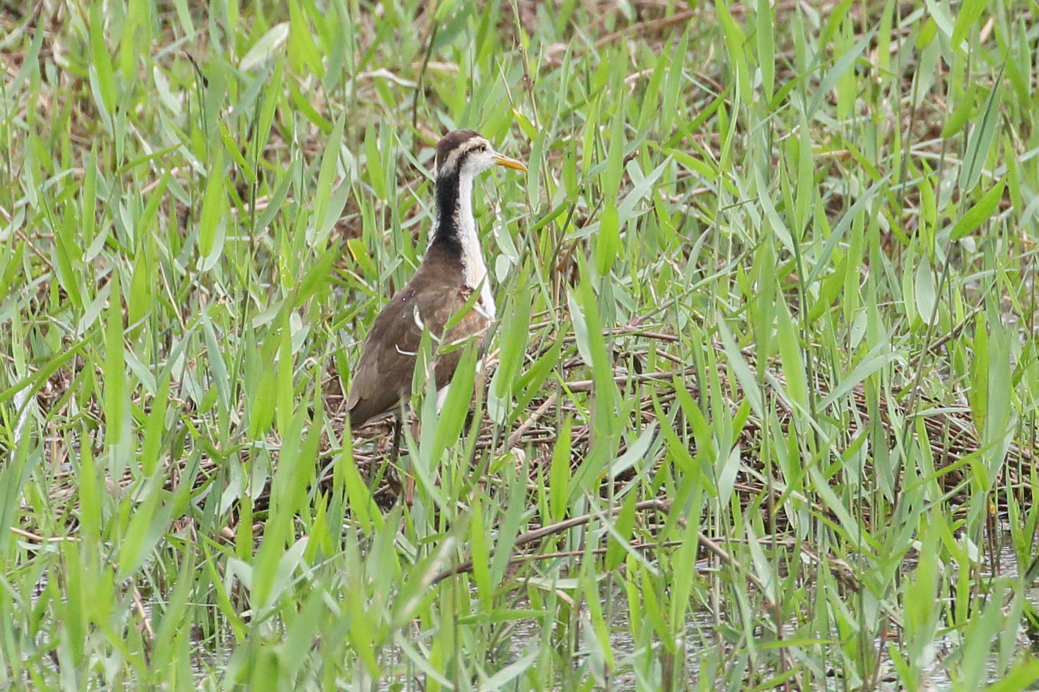 jacana_du_mexique_-_jacana_spinosa_juv2bd