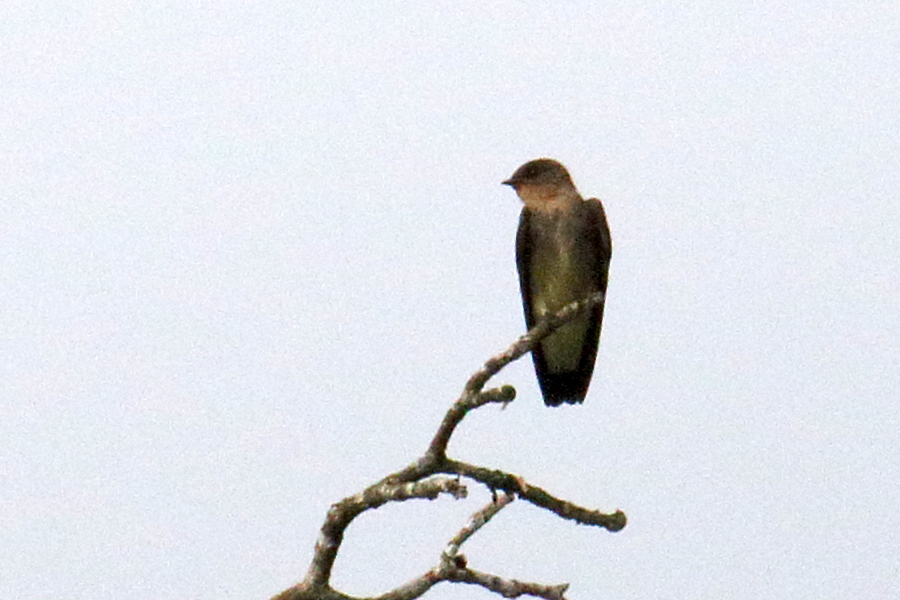 Afficher le média hirondelle_a_gorge_rousse_-_stelgidopteryx_ruficollis2md hirondelle_a_gorge_rousse_-_stelgidopteryx_ruficollis2md