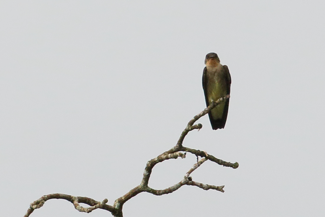 Afficher le média hirondelle_a_gorge_rousse_-_stelgidopteryx_ruficollis3bd hirondelle_a_gorge_rousse_-_stelgidopteryx_ruficollis3bd