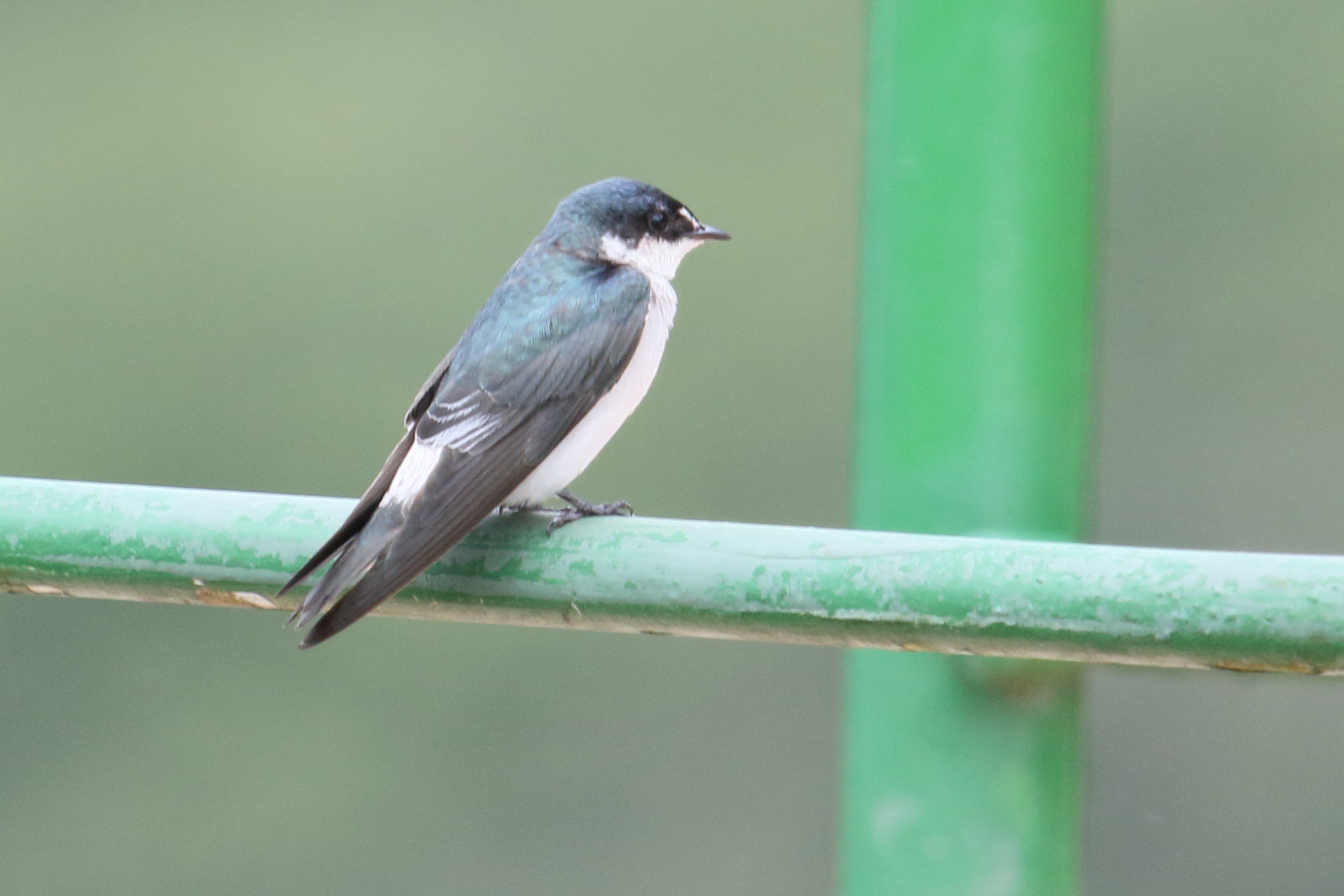 Afficher le média hirondelle_des_mangroves_-_tachycineta_albilinea3md hirondelle_des_mangroves_-_tachycineta_albilinea3md