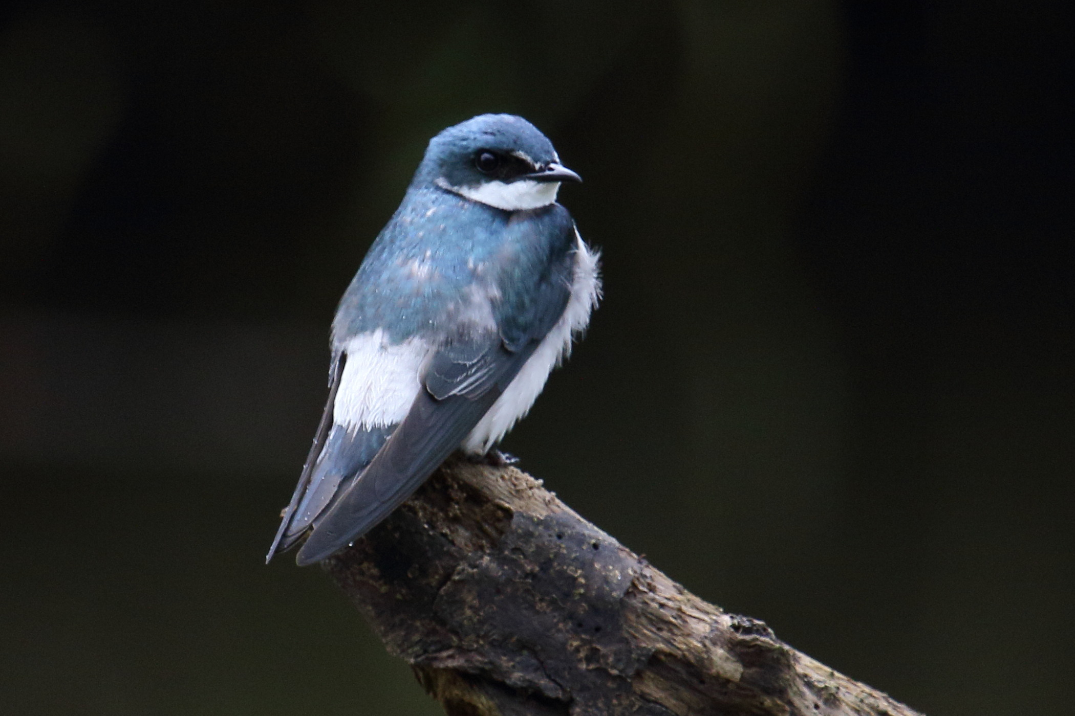 Afficher le média hirondelle_des_mangroves_-_tachycineta_albilinea4md hirondelle_des_mangroves_-_tachycineta_albilinea4md