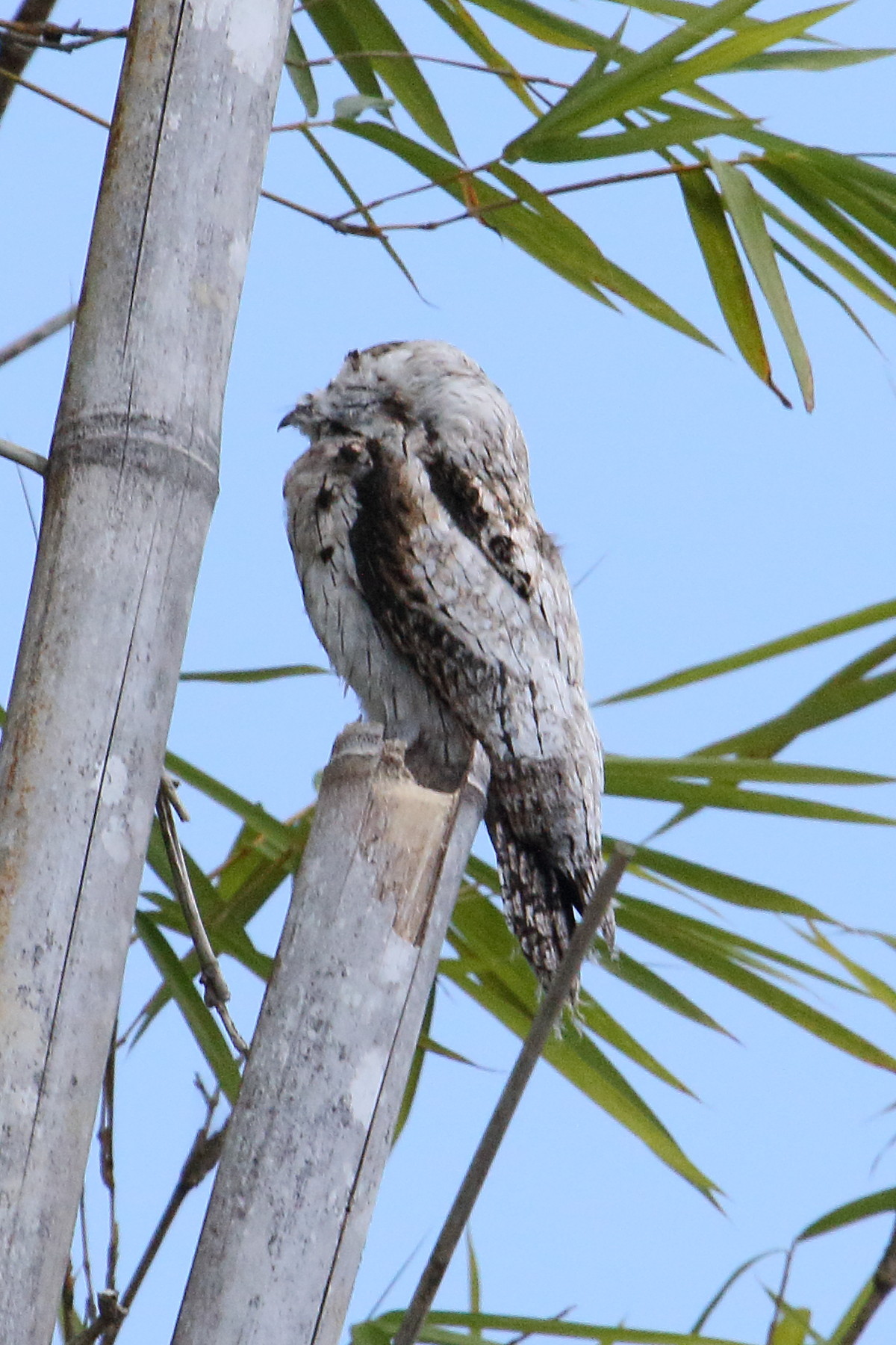 ibijau_gris_-_nyctibius_griseus1md