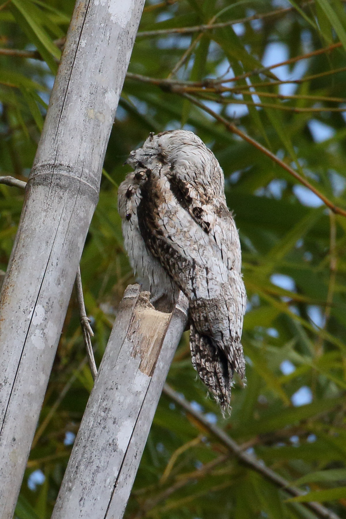 ibijau_gris_-_nyctibius_griseus2bd