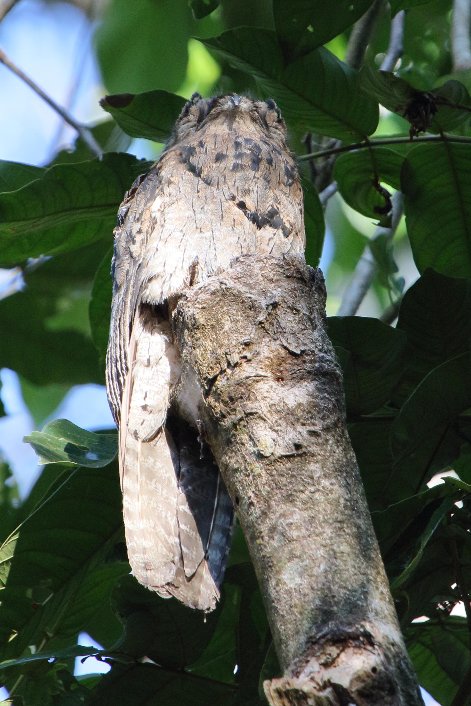 ibijau_gris_-_nyctibius_griseus3md