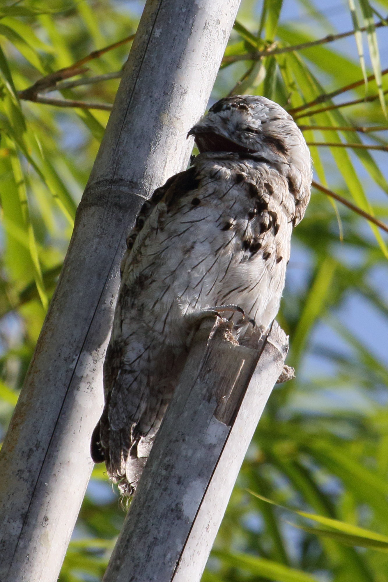 ibijau_gris_-_nyctibius_griseus4md