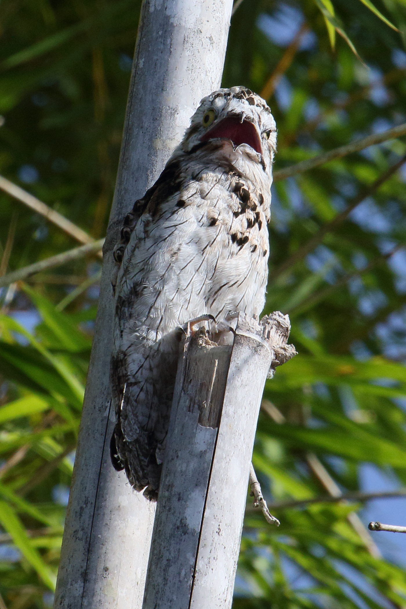 ibijau_gris_-_nyctibius_griseus5md