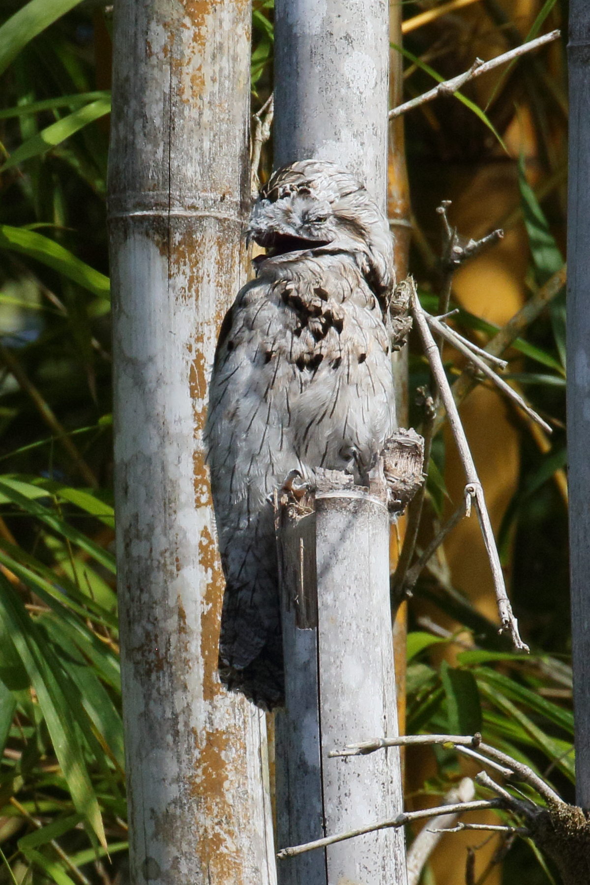 ibijau_gris_-_nyctibius_griseus6bd