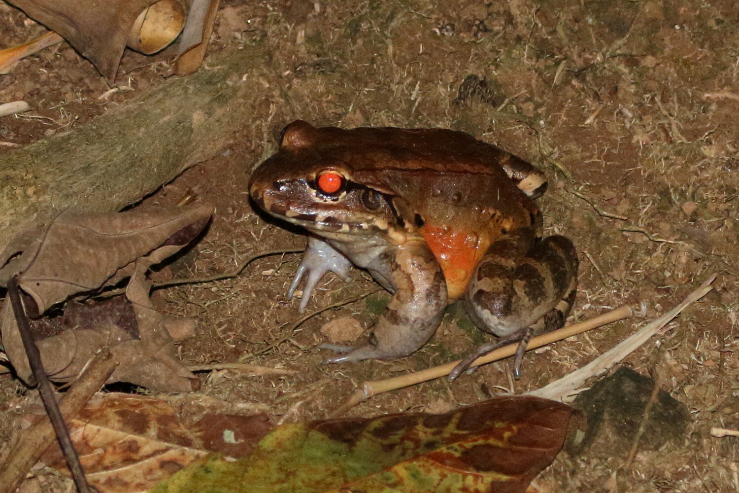 leptodactylus_savagei1md