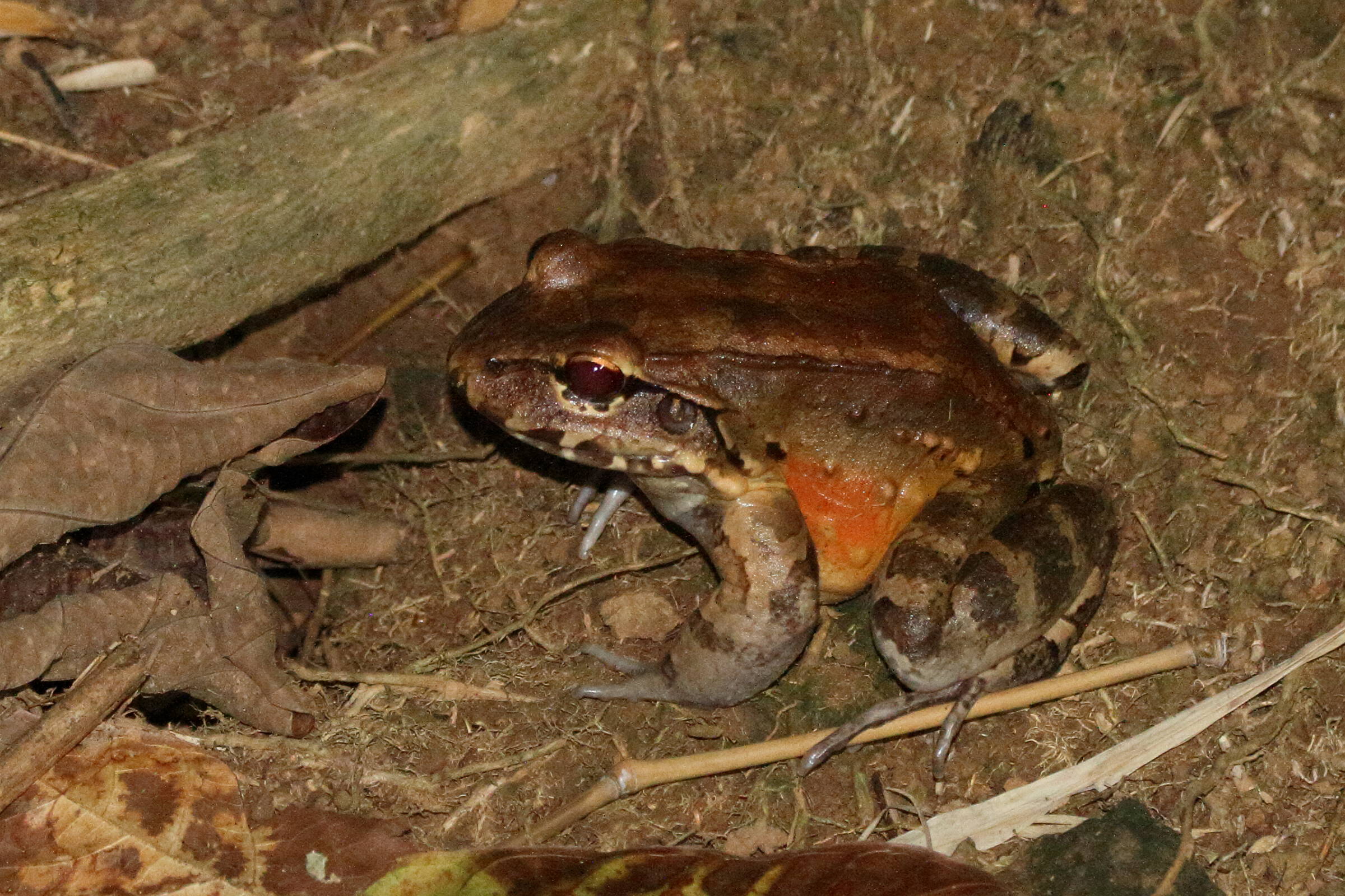 leptodactylus_savagei2md