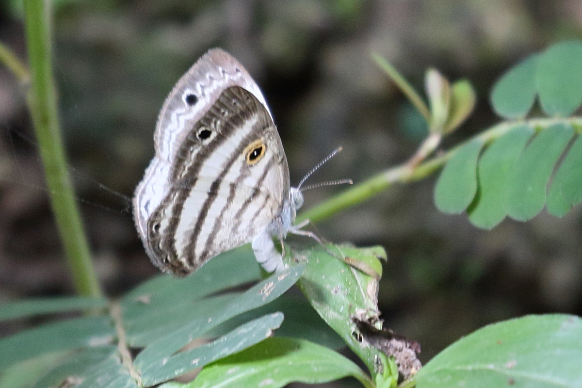 leucochimona_molina1bd