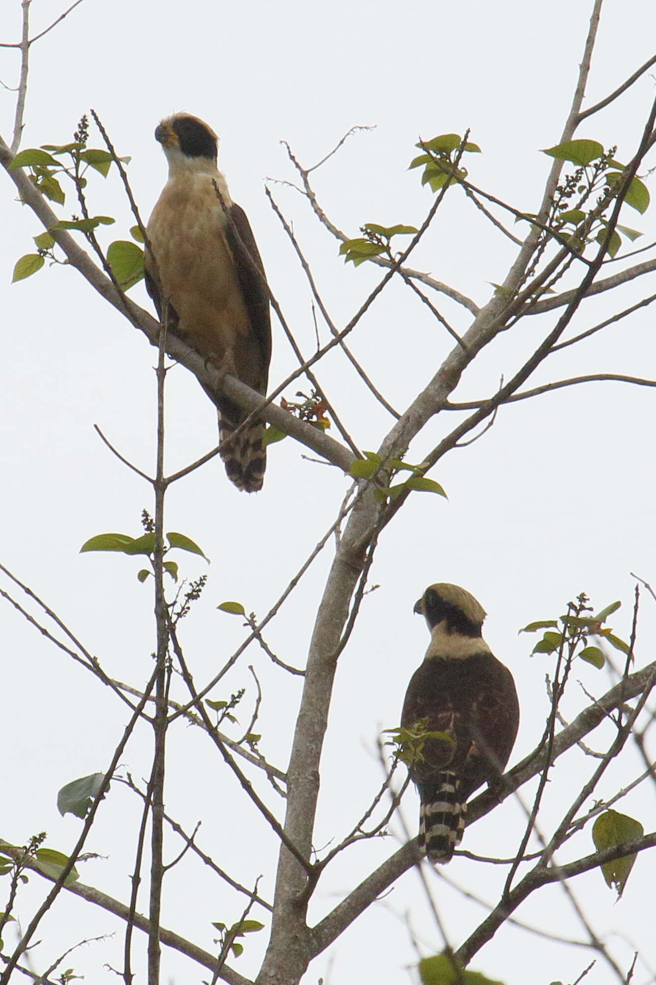 macagua_rieur_-_herpetotheres_cachinnans1md