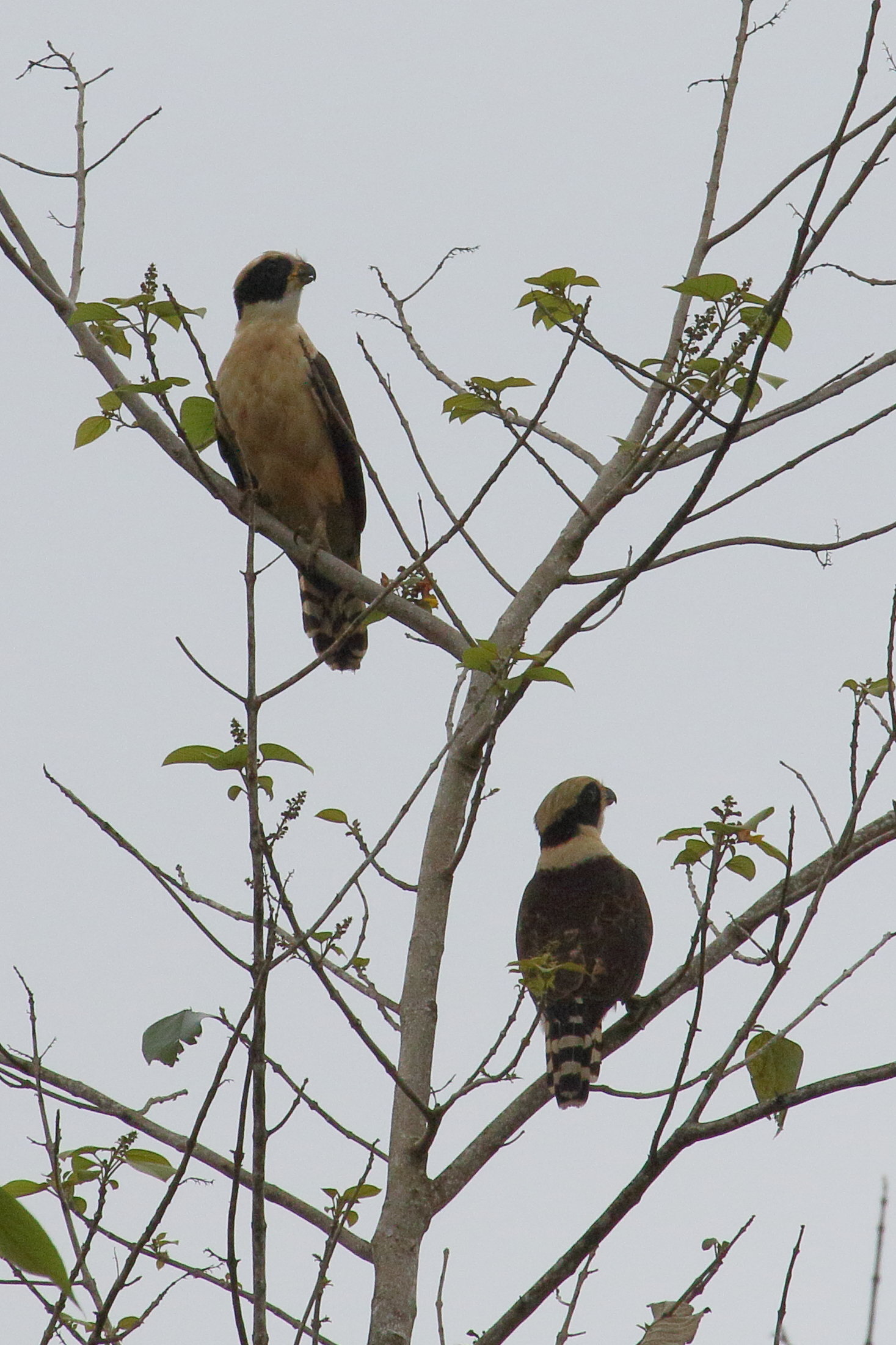 macagua_rieur_-_herpetotheres_cachinnans2md